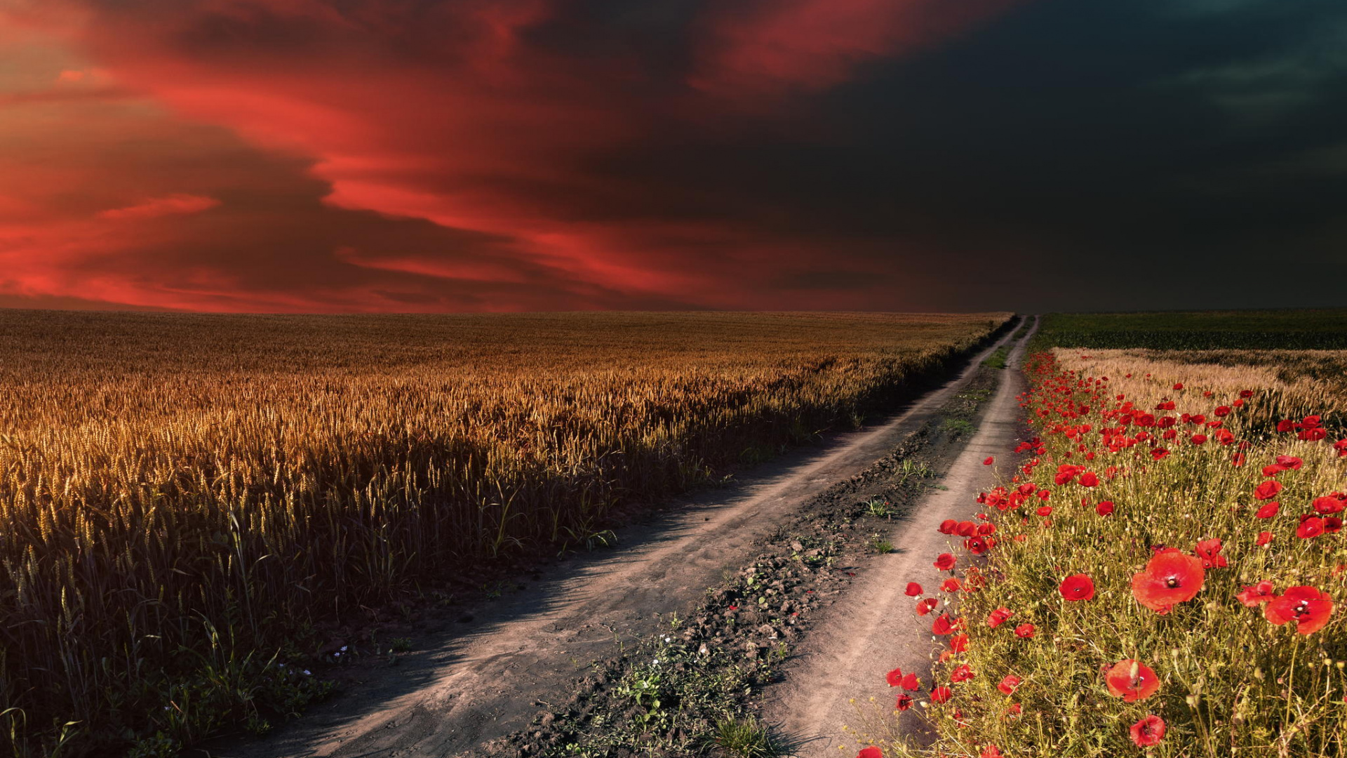 Red Flowers on Brown Field During Sunset. Wallpaper in 1920x1080 Resolution