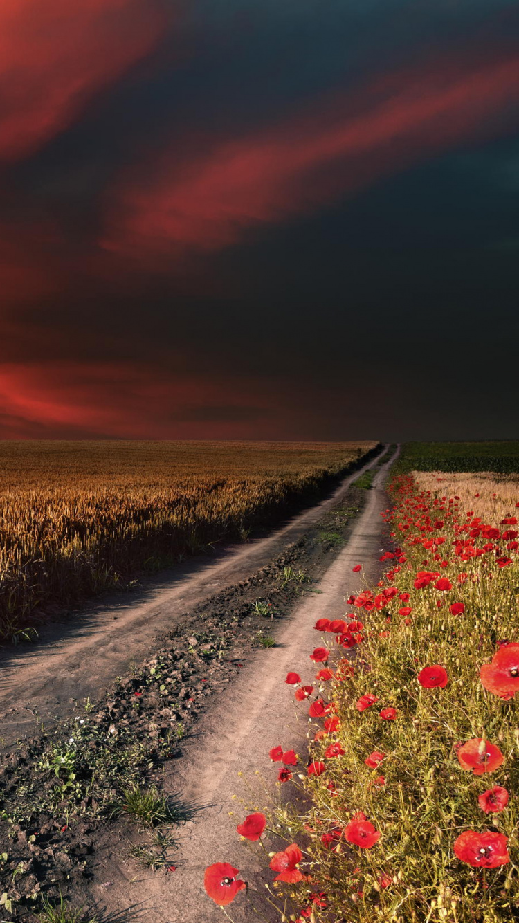 Rote Blumen Auf Braunem Feld Bei Sonnenuntergang. Wallpaper in 750x1334 Resolution