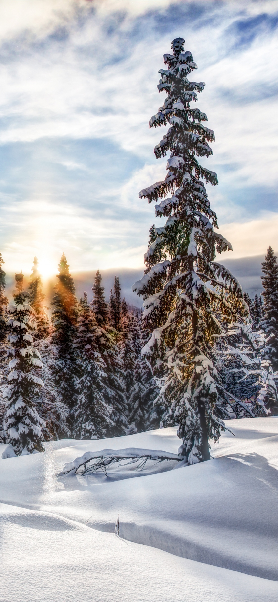 Schneebedeckte Kiefern Unter Weißen Wolken Und Blauem Himmel Tagsüber. Wallpaper in 1125x2436 Resolution