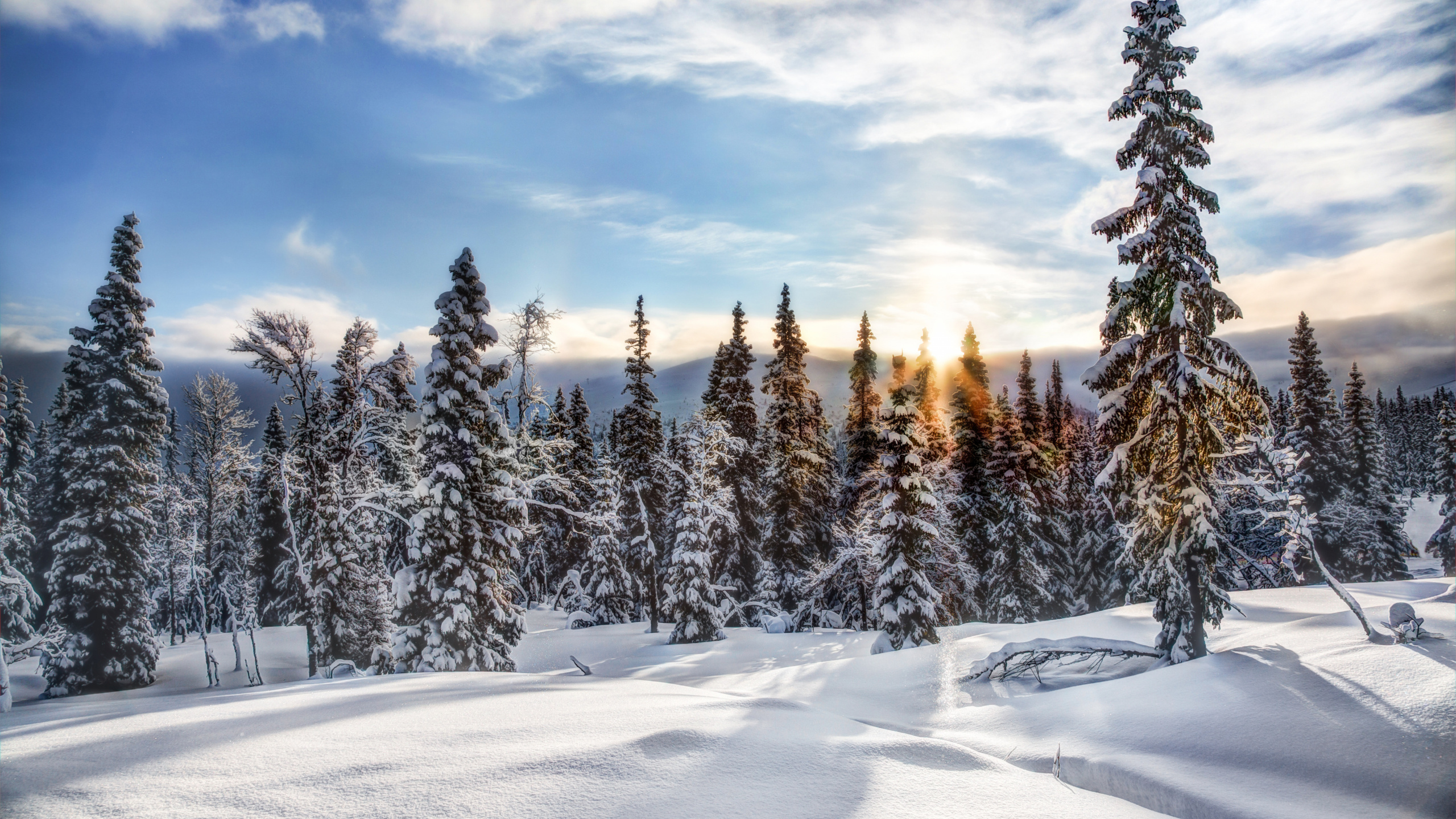 冬天, 冻结, 荒野, 天空, 松的家庭 壁纸 2560x1440 允许