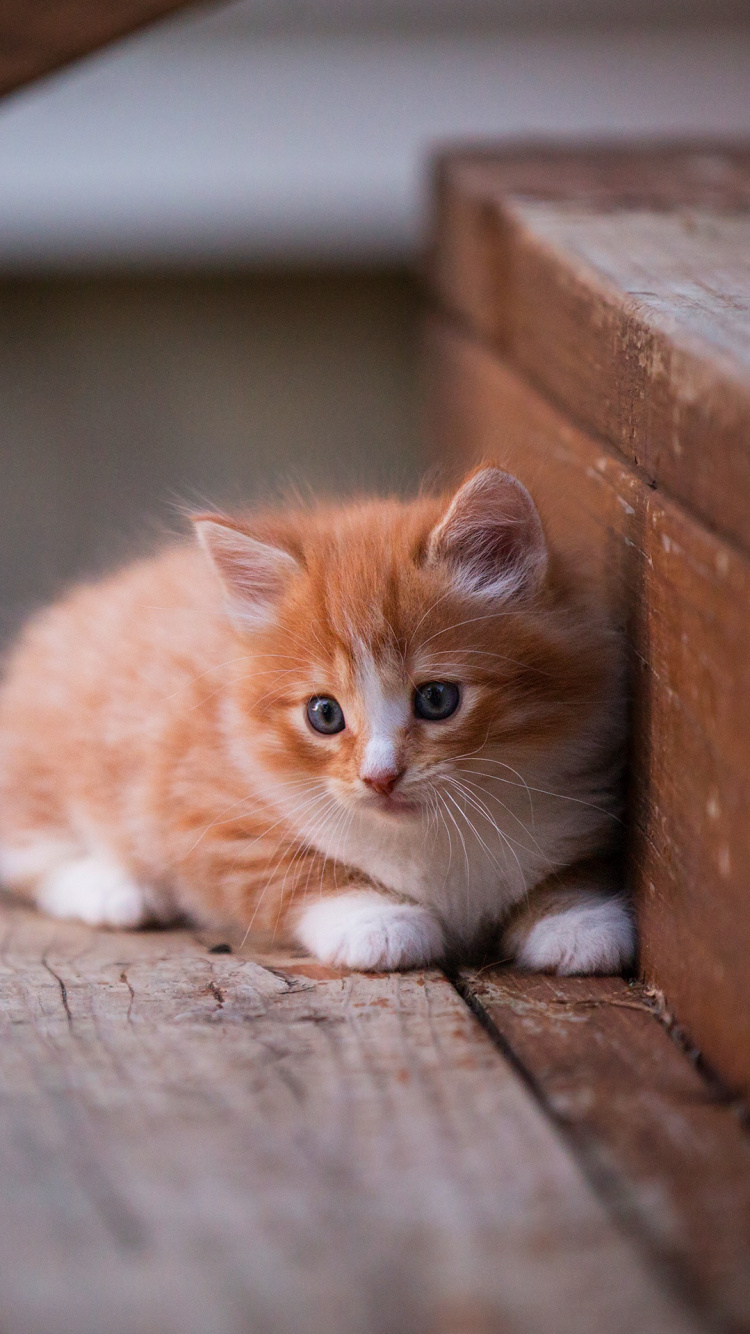 Cat, Kitten, Whiskers, Felidae, Carnivore. Wallpaper in 750x1334 Resolution