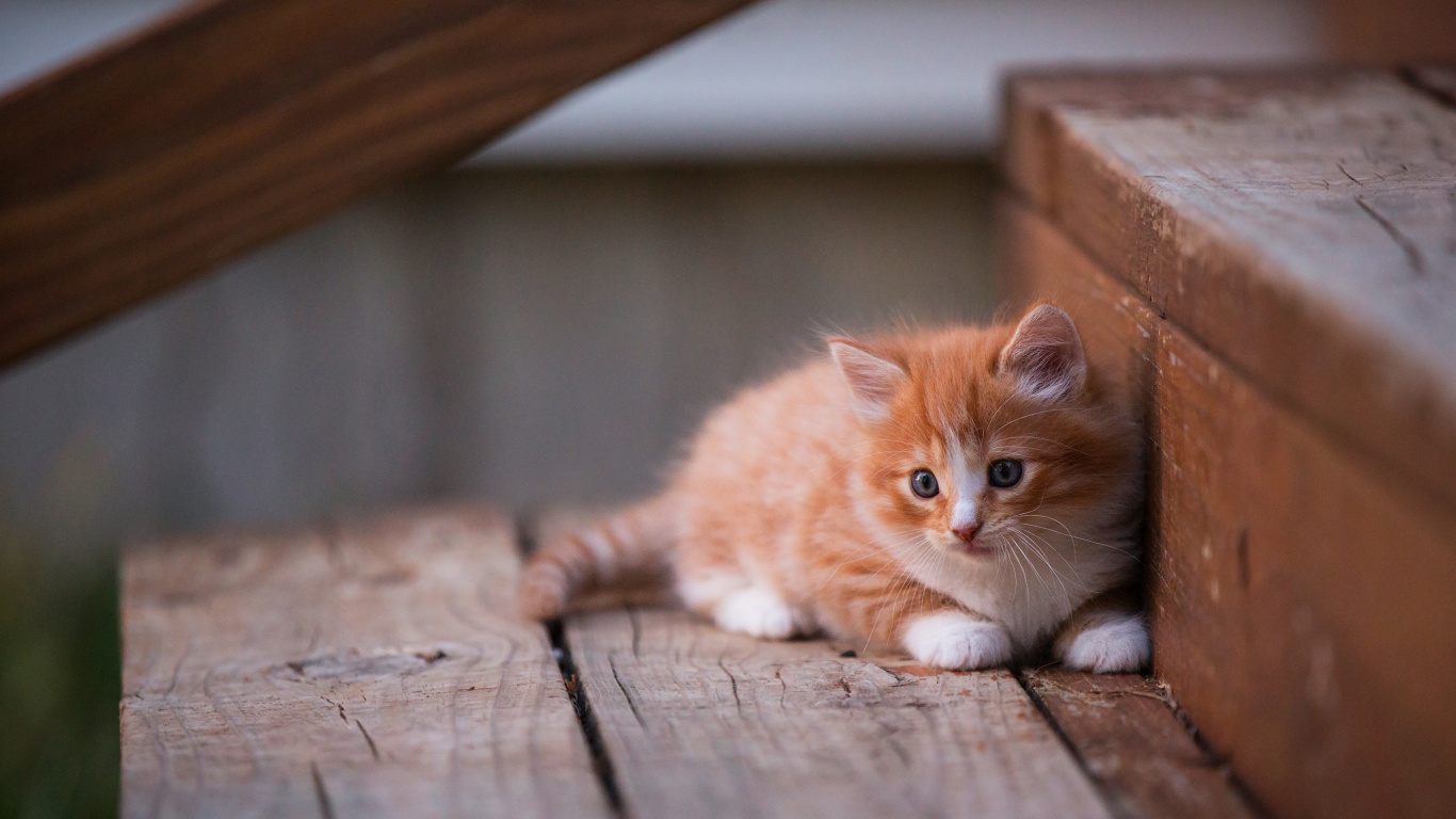 Gato, Gatito, Felidae, Carnívoro, Madera. Wallpaper in 1366x768 Resolution