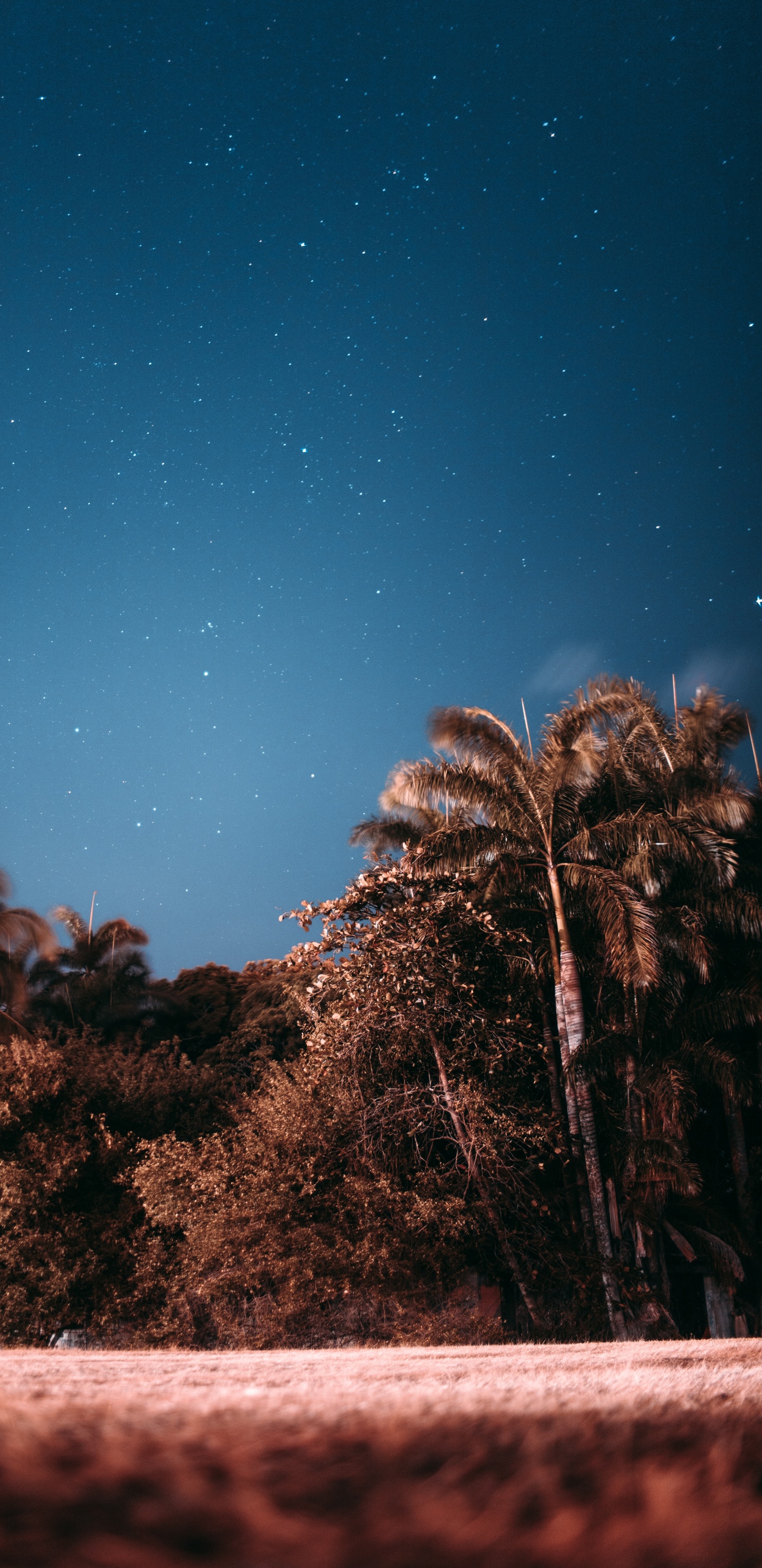 Nacht, Baum, Stern, Cloud, Astronomisches Objekt. Wallpaper in 1440x2960 Resolution