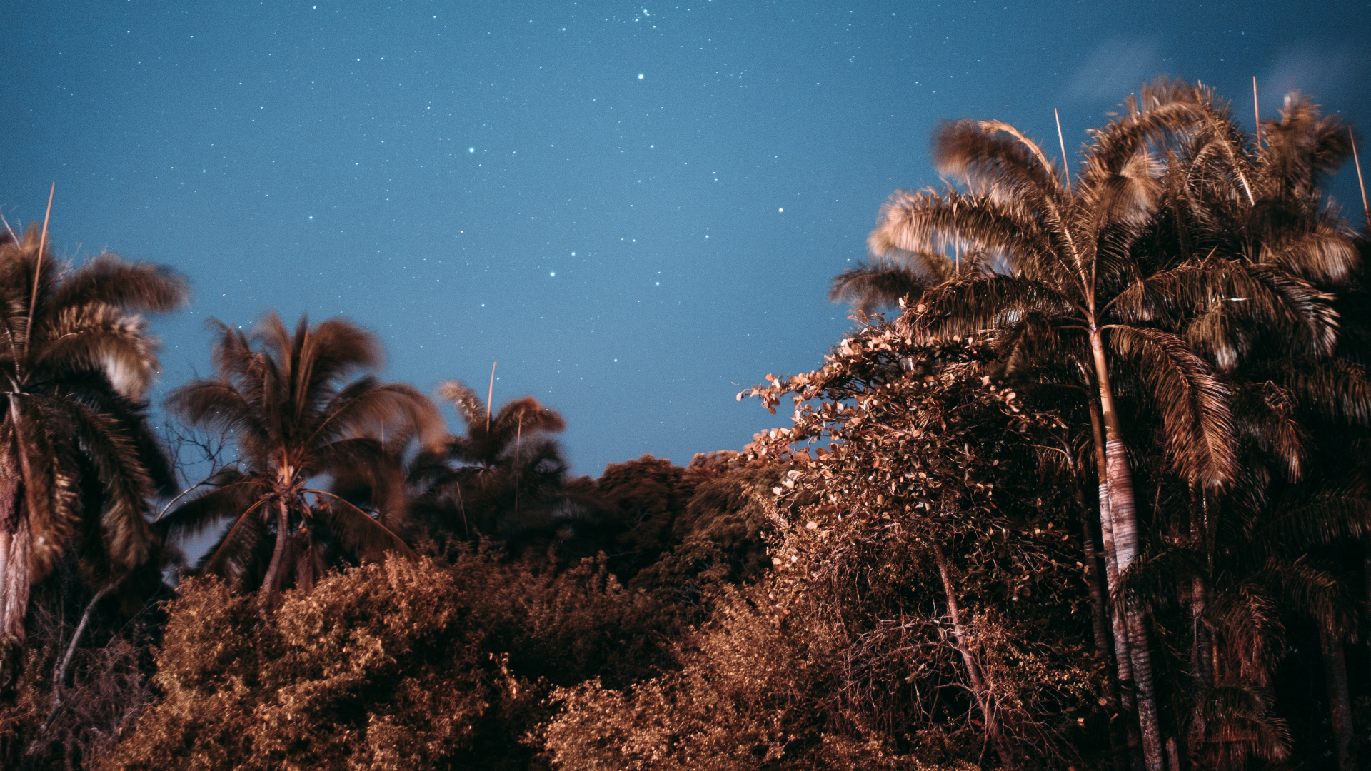 Nacht, Baum, Stern, Cloud, Astronomisches Objekt. Wallpaper in 1920x1080 Resolution