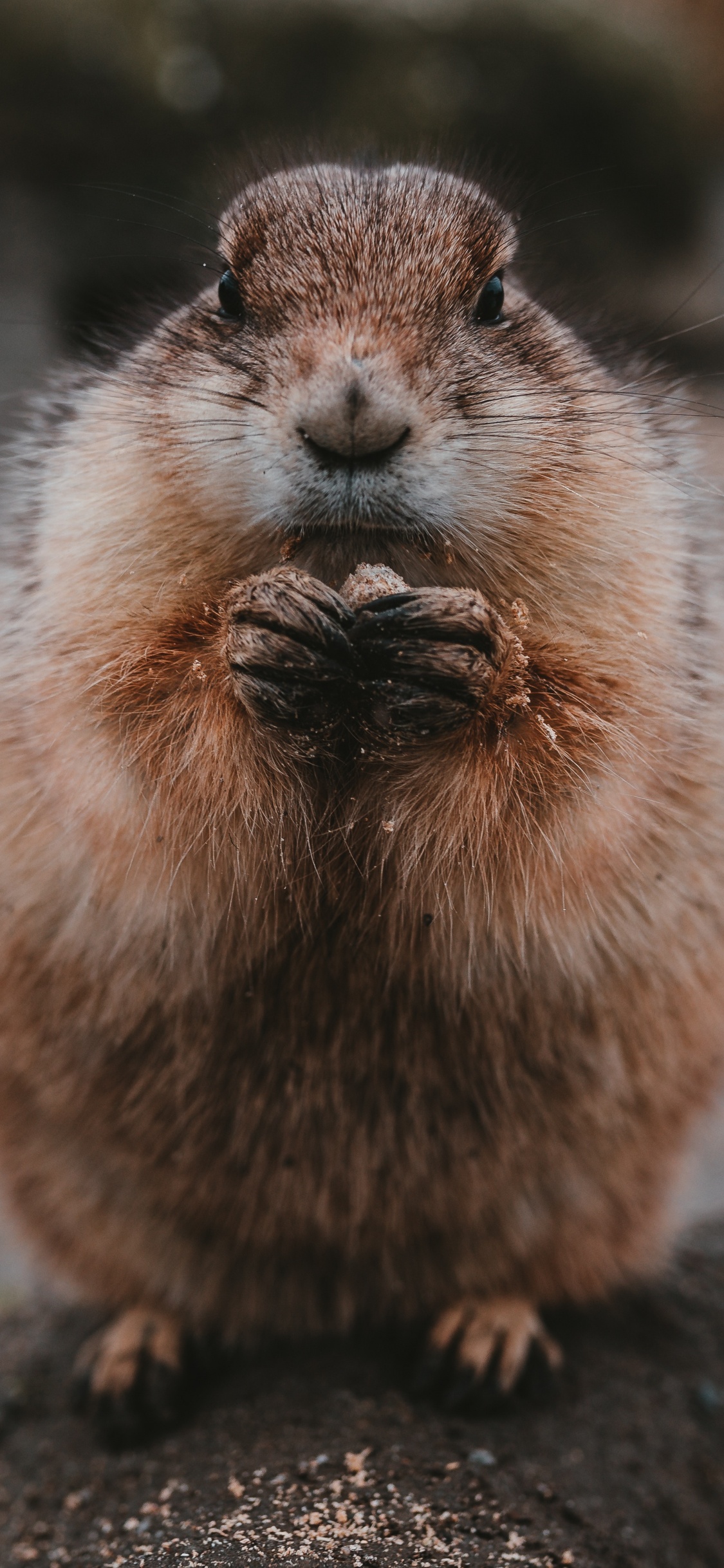 Brown Rodent on Brown Soil. Wallpaper in 1125x2436 Resolution