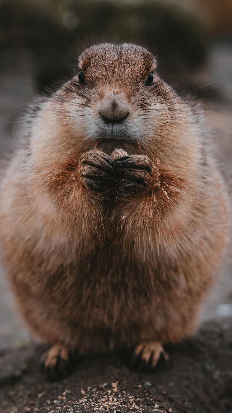 Brown Rodent on Brown Soil. Wallpaper in 750x1334 Resolution