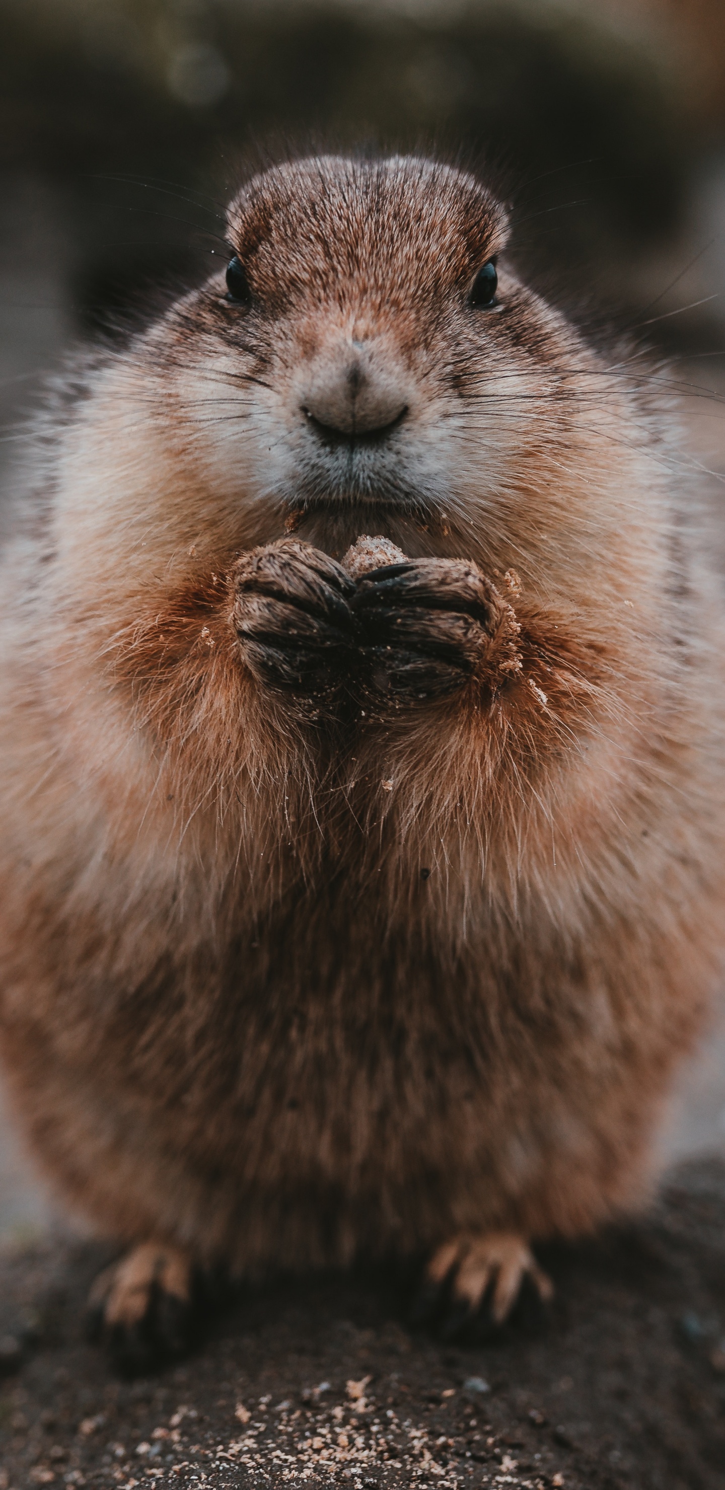 Braunes Nagetier Auf Brauner Erde. Wallpaper in 1440x2960 Resolution