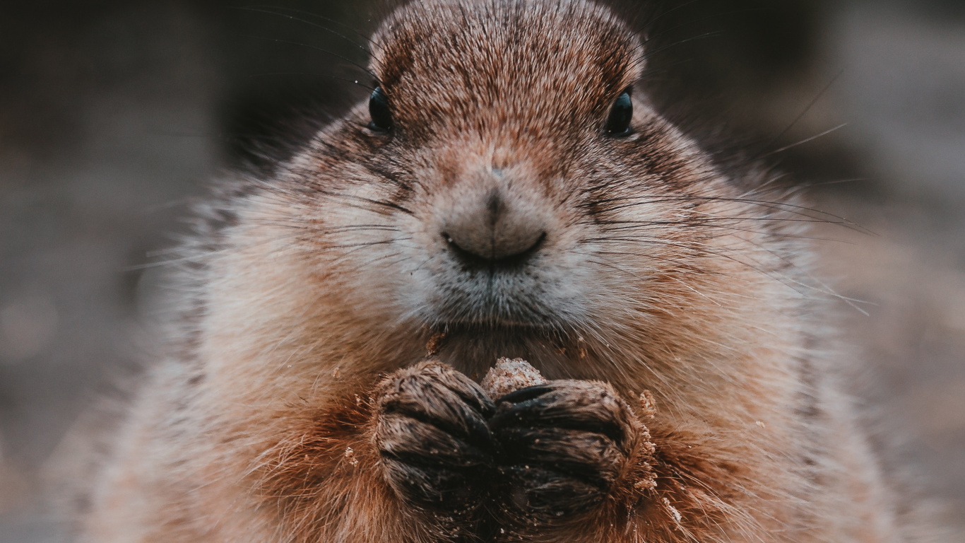 Roedor Marrón en Suelo Marrón. Wallpaper in 1366x768 Resolution