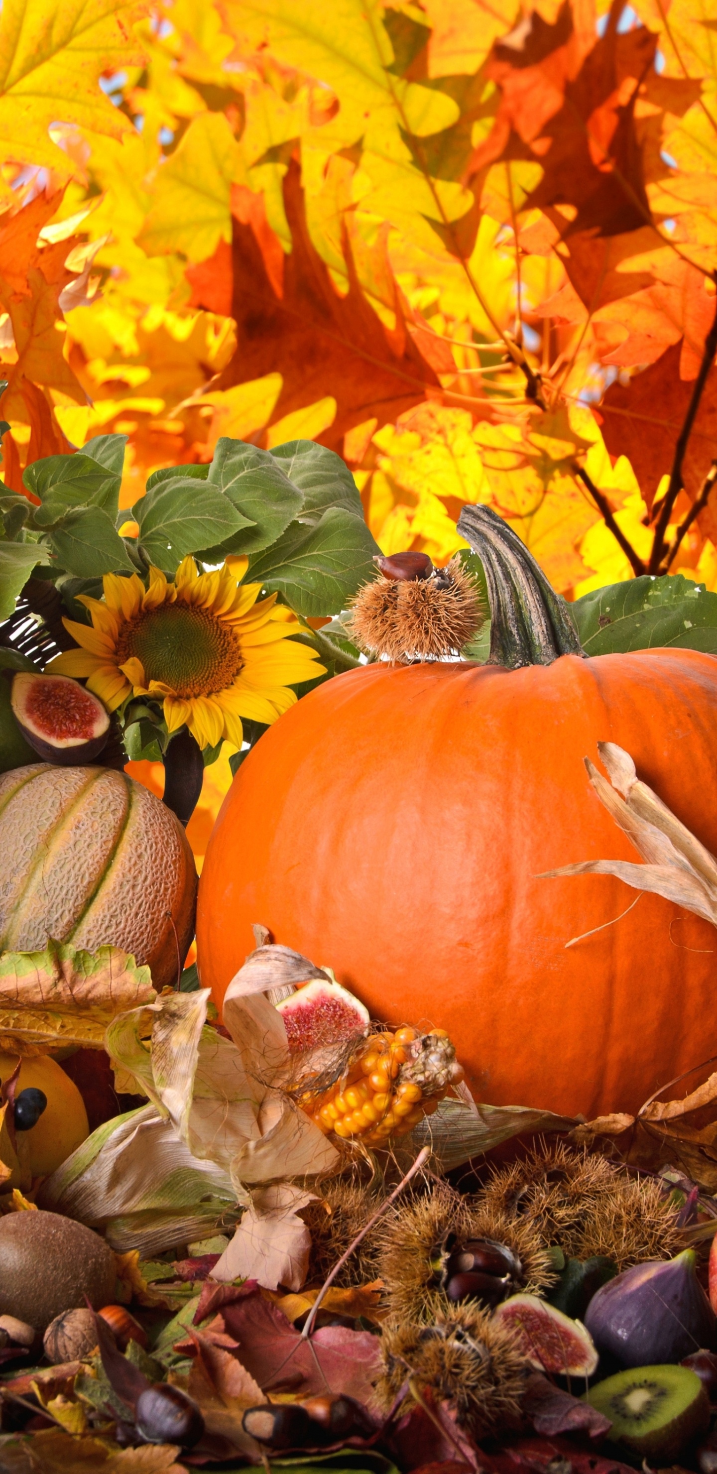 Orangefarbener Kürbis Umgeben Von Braunen Und Grünen Blättern. Wallpaper in 1440x2960 Resolution