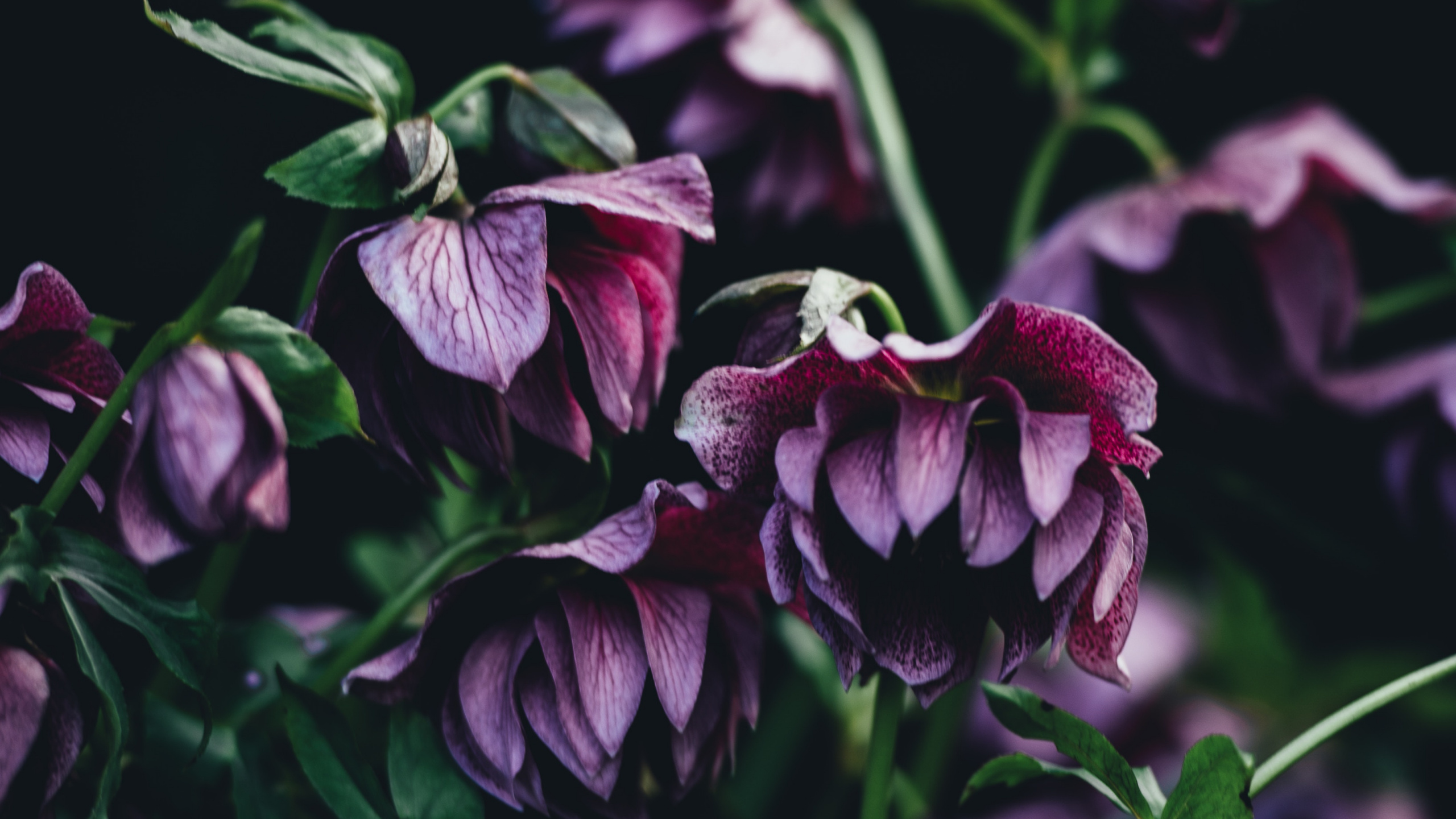 Rote Und Weiße Blume in Nahaufnahmen. Wallpaper in 2560x1440 Resolution