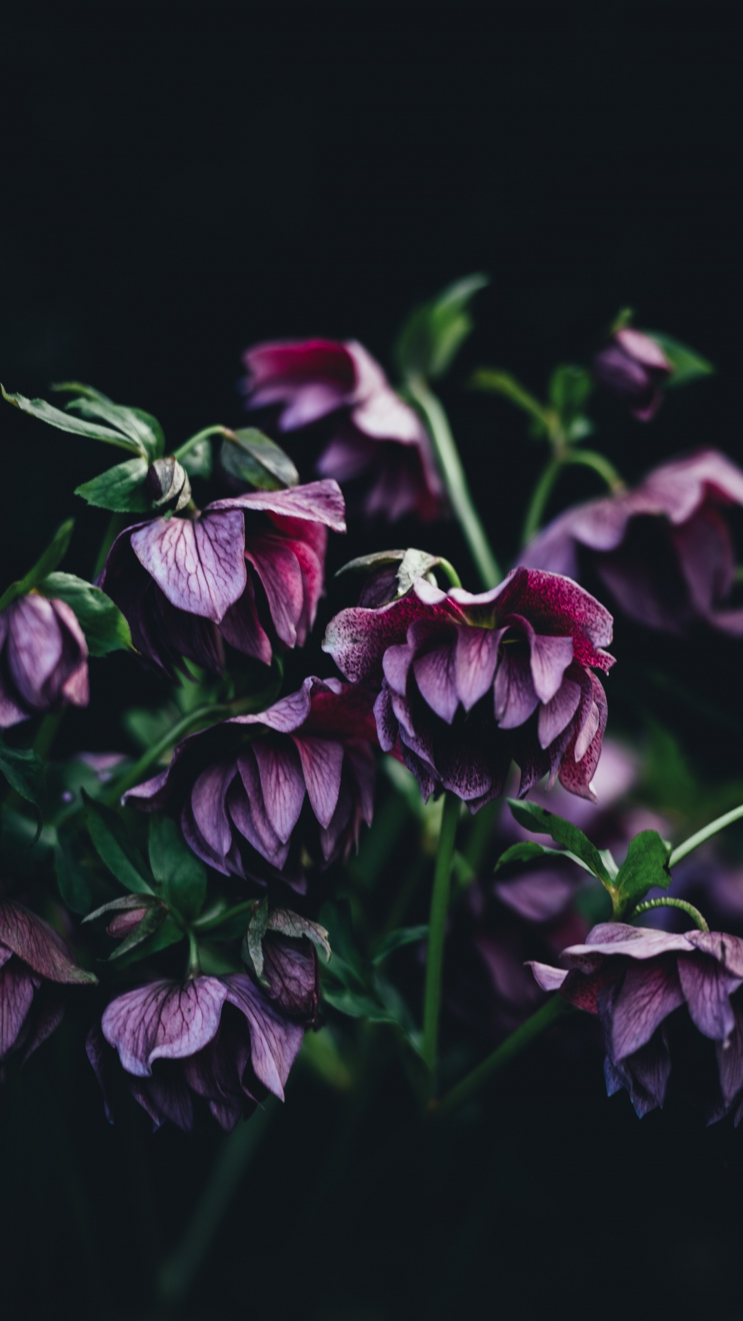Red and White Flower in Close up Photography. Wallpaper in 1080x1920 Resolution
