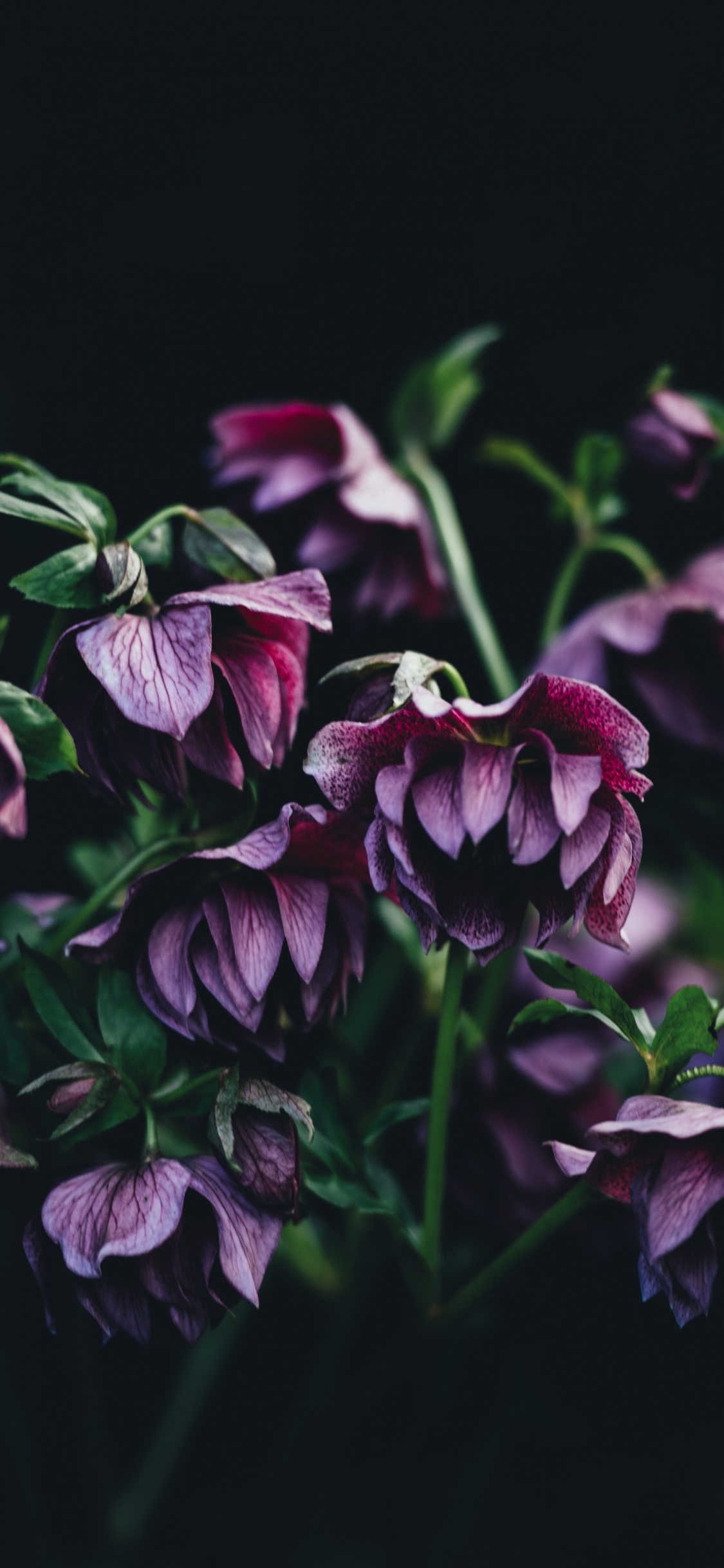 Red and White Flower in Close up Photography. Wallpaper in 1125x2436 Resolution