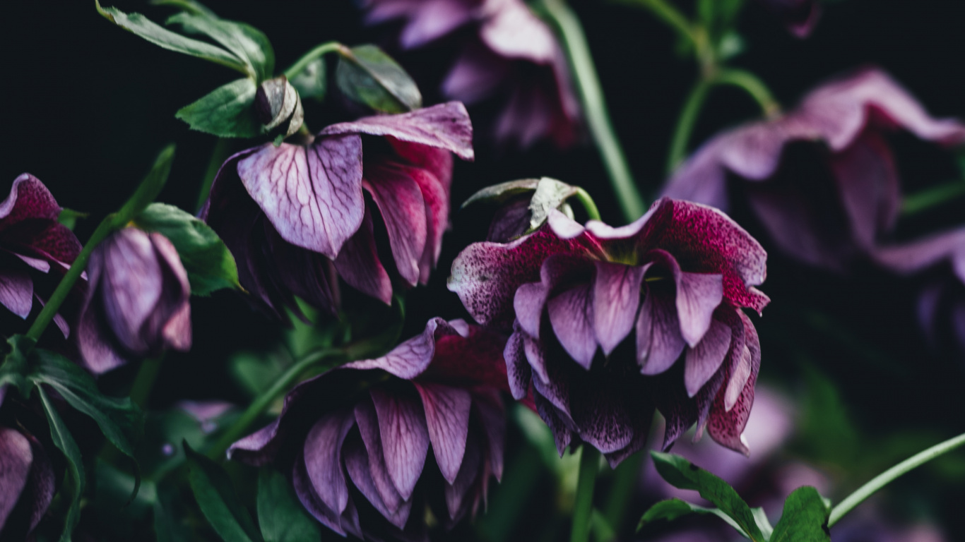 Red and White Flower in Close up Photography. Wallpaper in 1366x768 Resolution