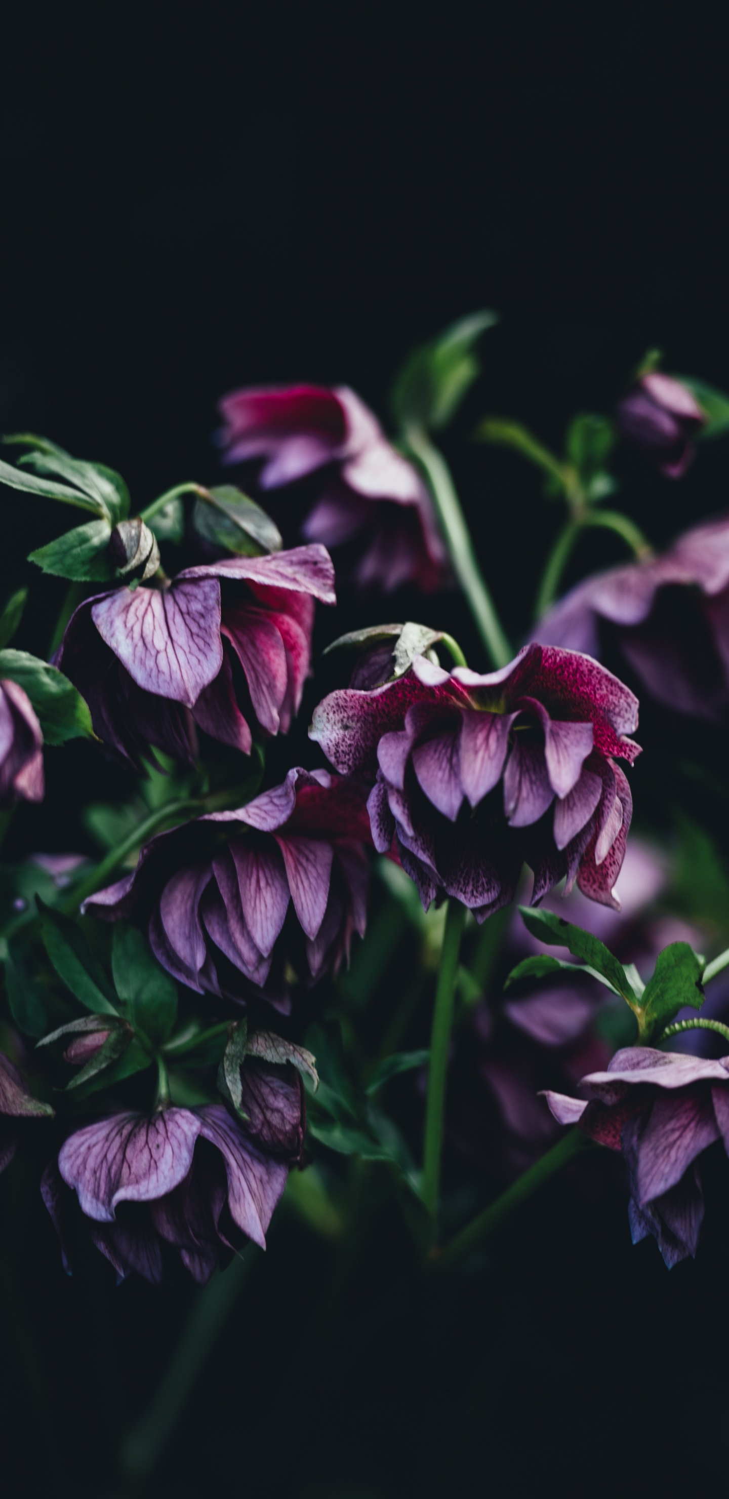 Red and White Flower in Close up Photography. Wallpaper in 1440x2960 Resolution