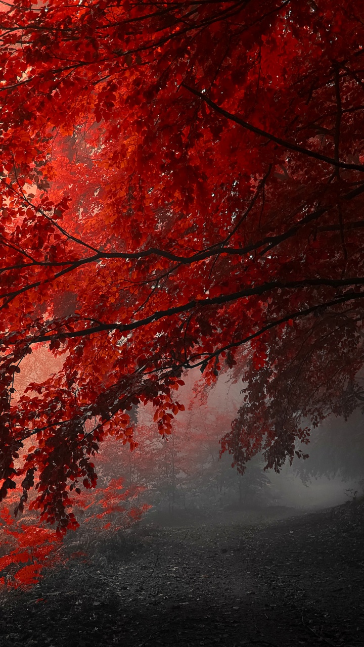 Red Tree, Tree, Branch, Red, Water. Wallpaper in 720x1280 Resolution