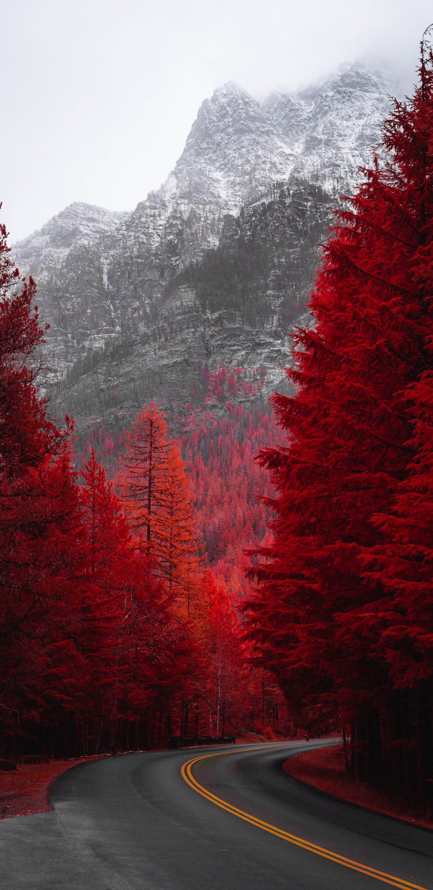 Nature, Paysage Naturel, Red, Feuille, Route. Wallpaper in 1440x2960 Resolution