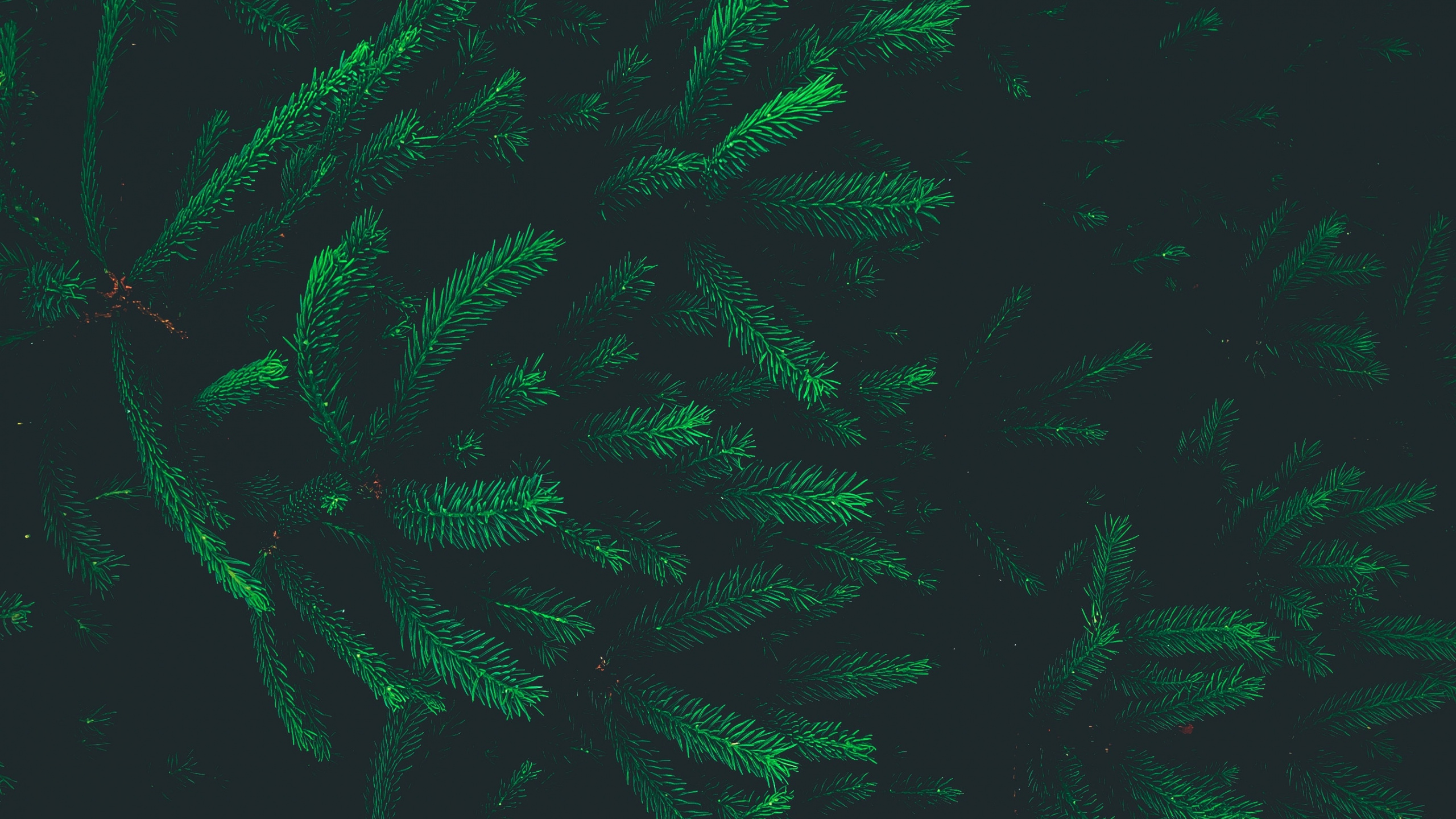 Green, Feuille, Effets Spéciaux, Biome. Wallpaper in 2560x1440 Resolution