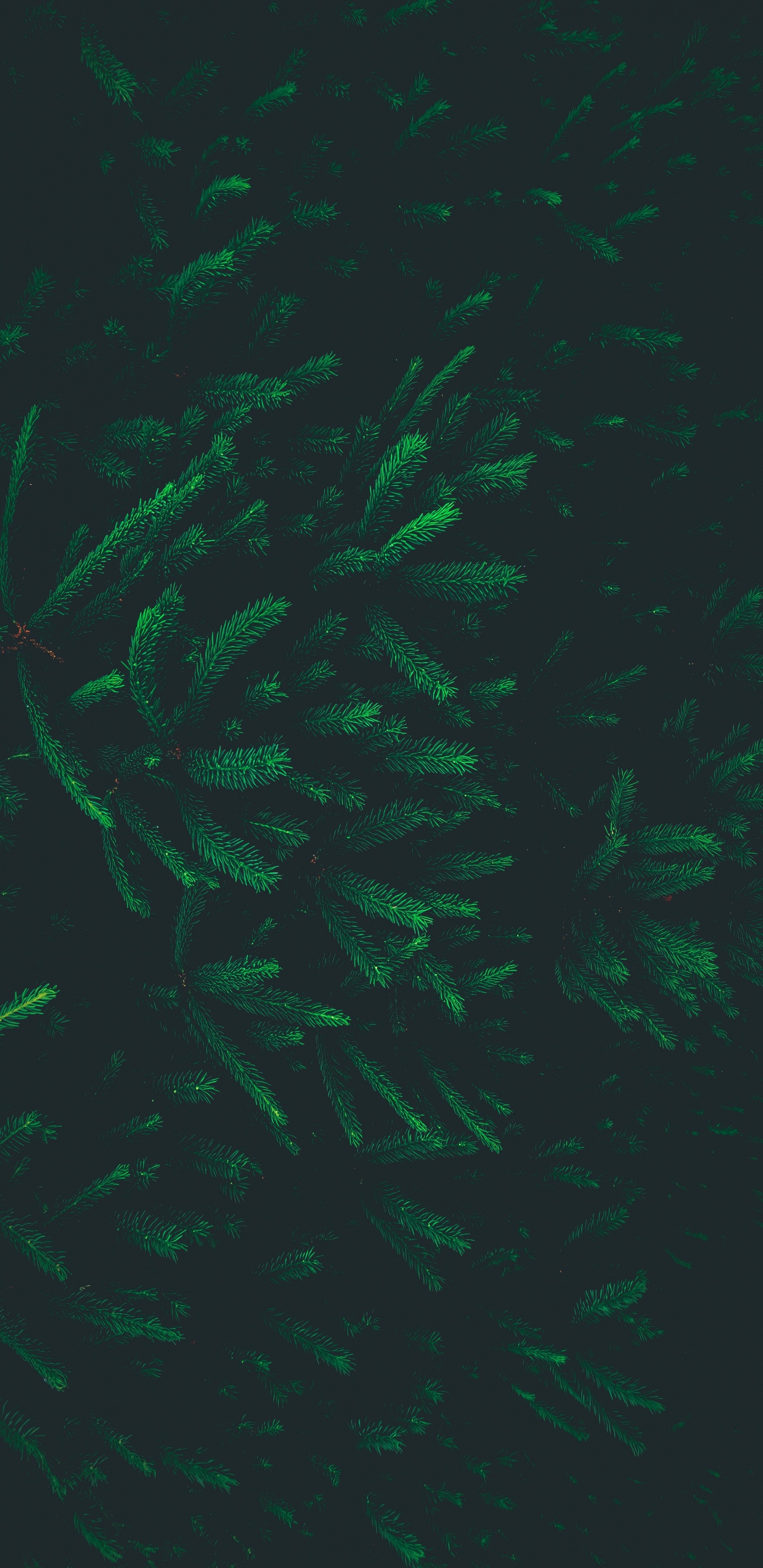 Muster, Gr, Blatt, Spezialeffekt, Biome. Wallpaper in 1440x2960 Resolution