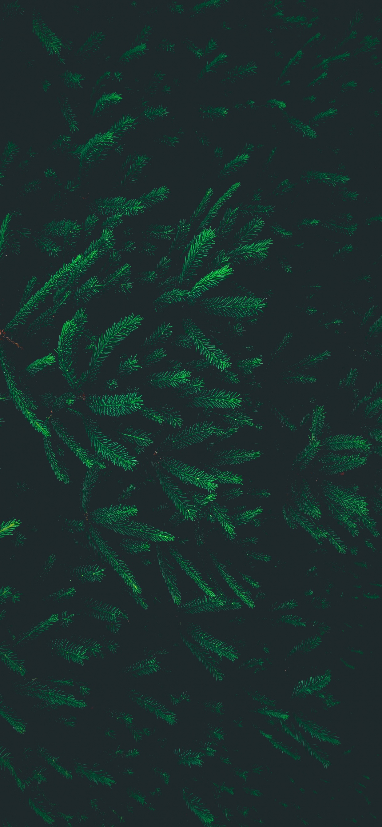 绿色的, 特效, 生物群落 壁纸 1242x2688 允许