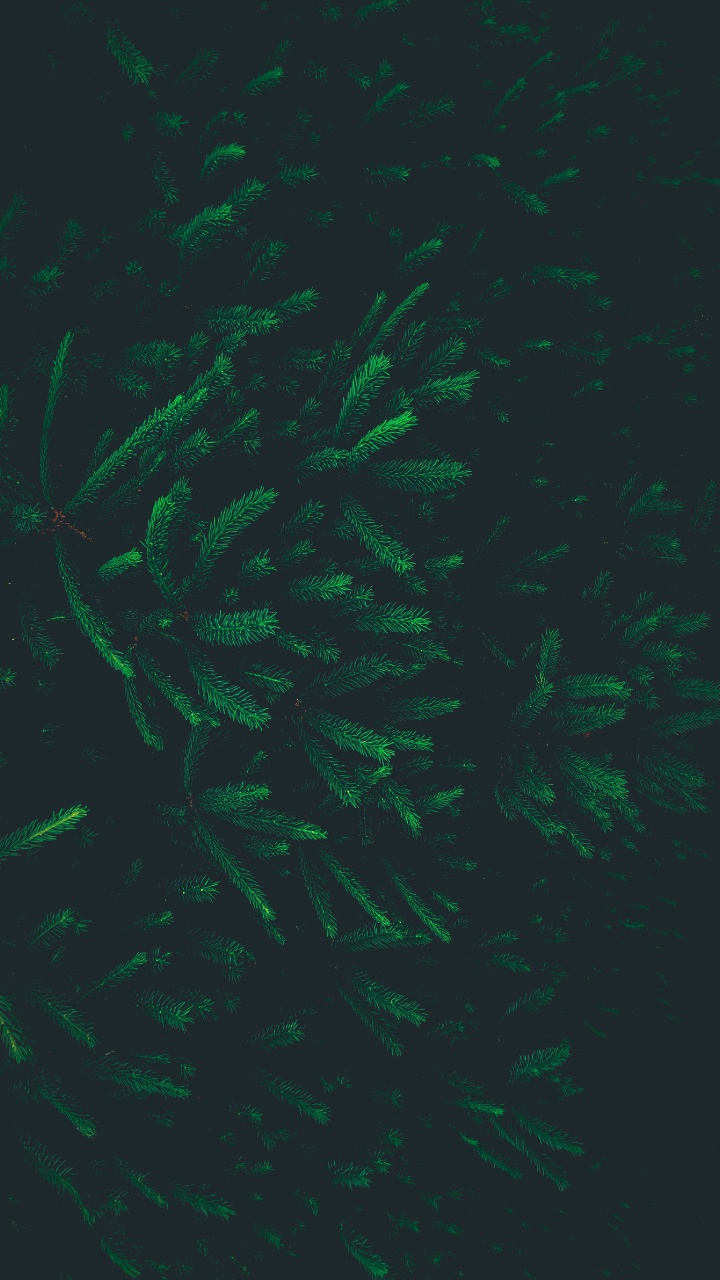 绿色的, 特效, 生物群落 壁纸 720x1280 允许