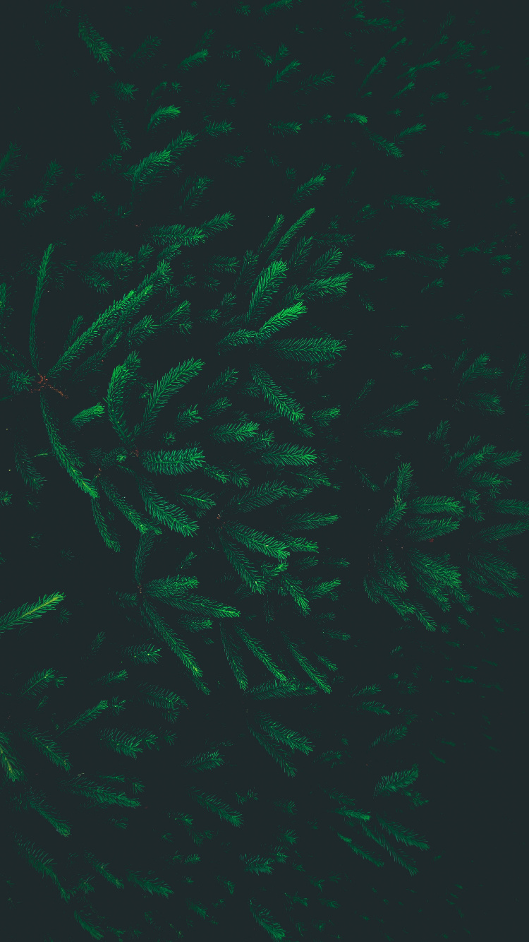 绿色的, 特效, 生物群落 壁纸 750x1334 允许