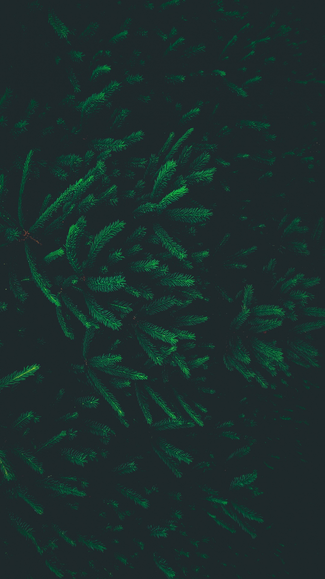 Patrón, Verde, Los Efectos Especiales, Bioma. Wallpaper in 1080x1920 Resolution