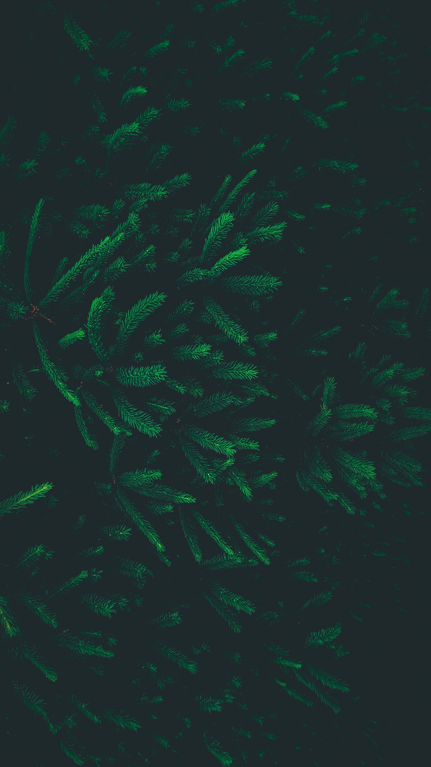 Patrón, Verde, Los Efectos Especiales, Bioma. Wallpaper in 1440x2560 Resolution