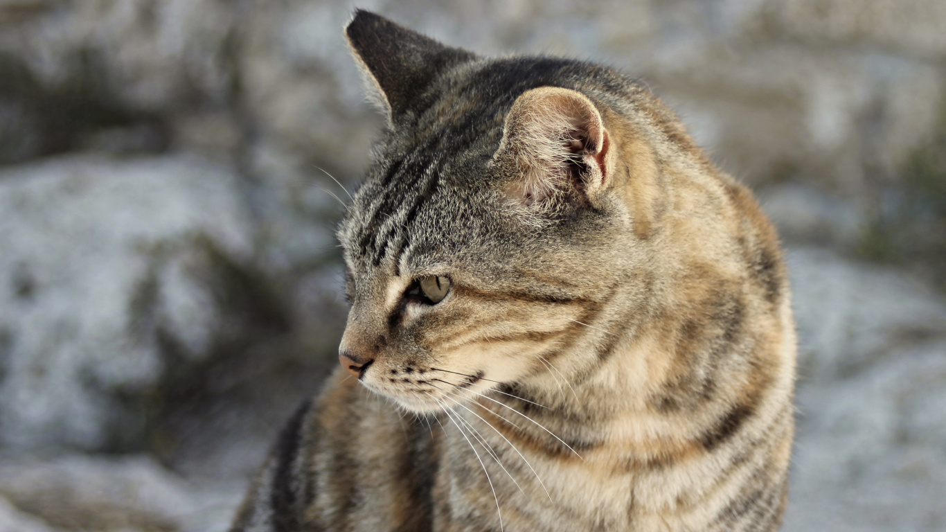 Braun Getigerte Katze Auf Schneebedecktem Boden Tagsüber. Wallpaper in 1366x768 Resolution