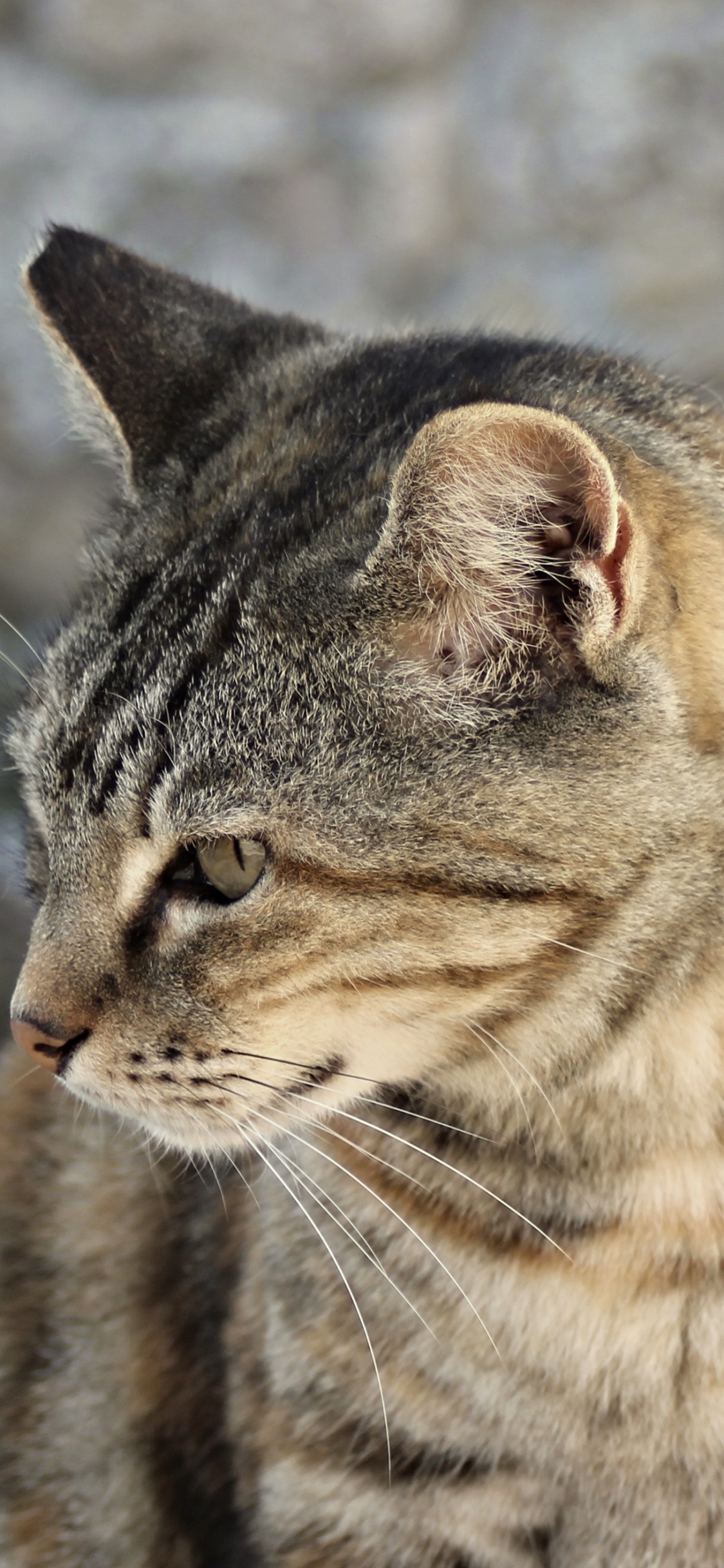 Brown Tabby Cat on Snow Covered Ground During Daytime. Wallpaper in 1125x2436 Resolution