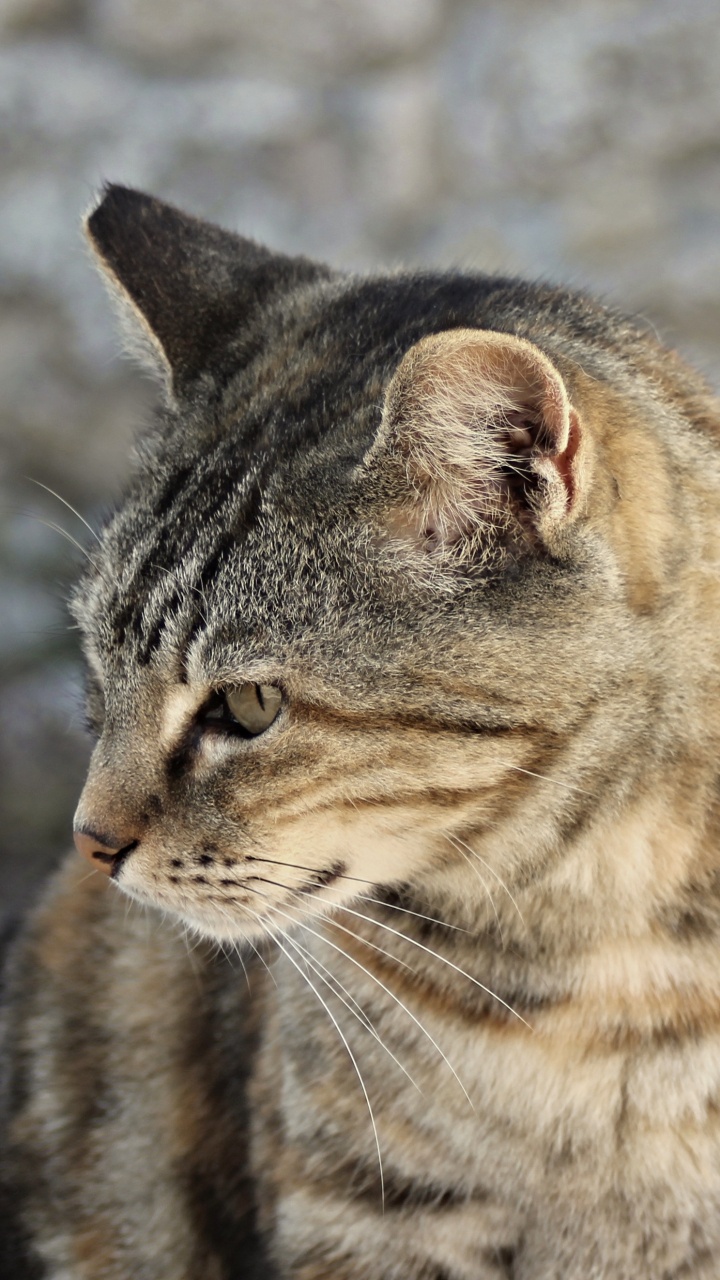 Brown Tabby Cat on Snow Covered Ground During Daytime. Wallpaper in 720x1280 Resolution