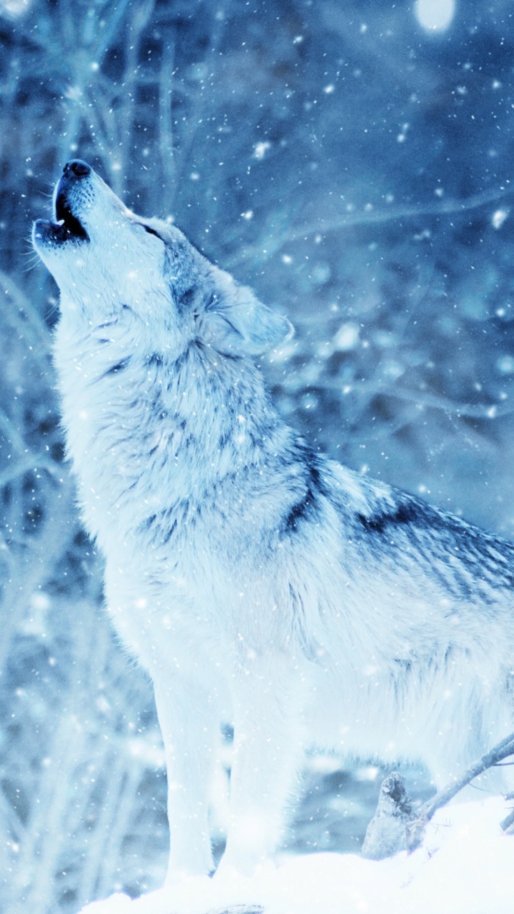 Brown Wolf Standing on Snow Covered Ground During Daytime. Wallpaper in 720x1280 Resolution