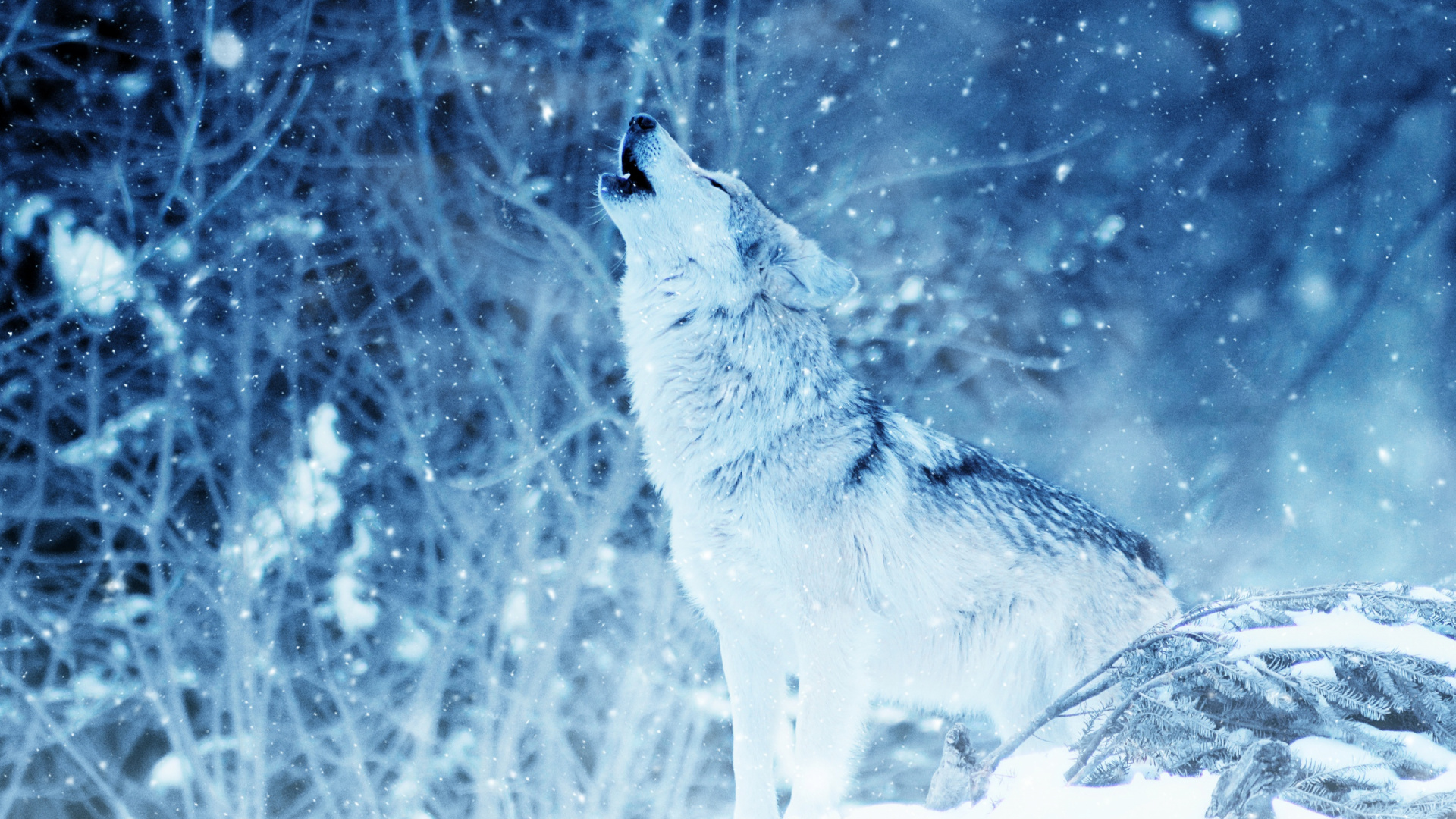 Loup Brun Debout Sur un Sol Couvert de Neige Pendant la Journée. Wallpaper in 1920x1080 Resolution