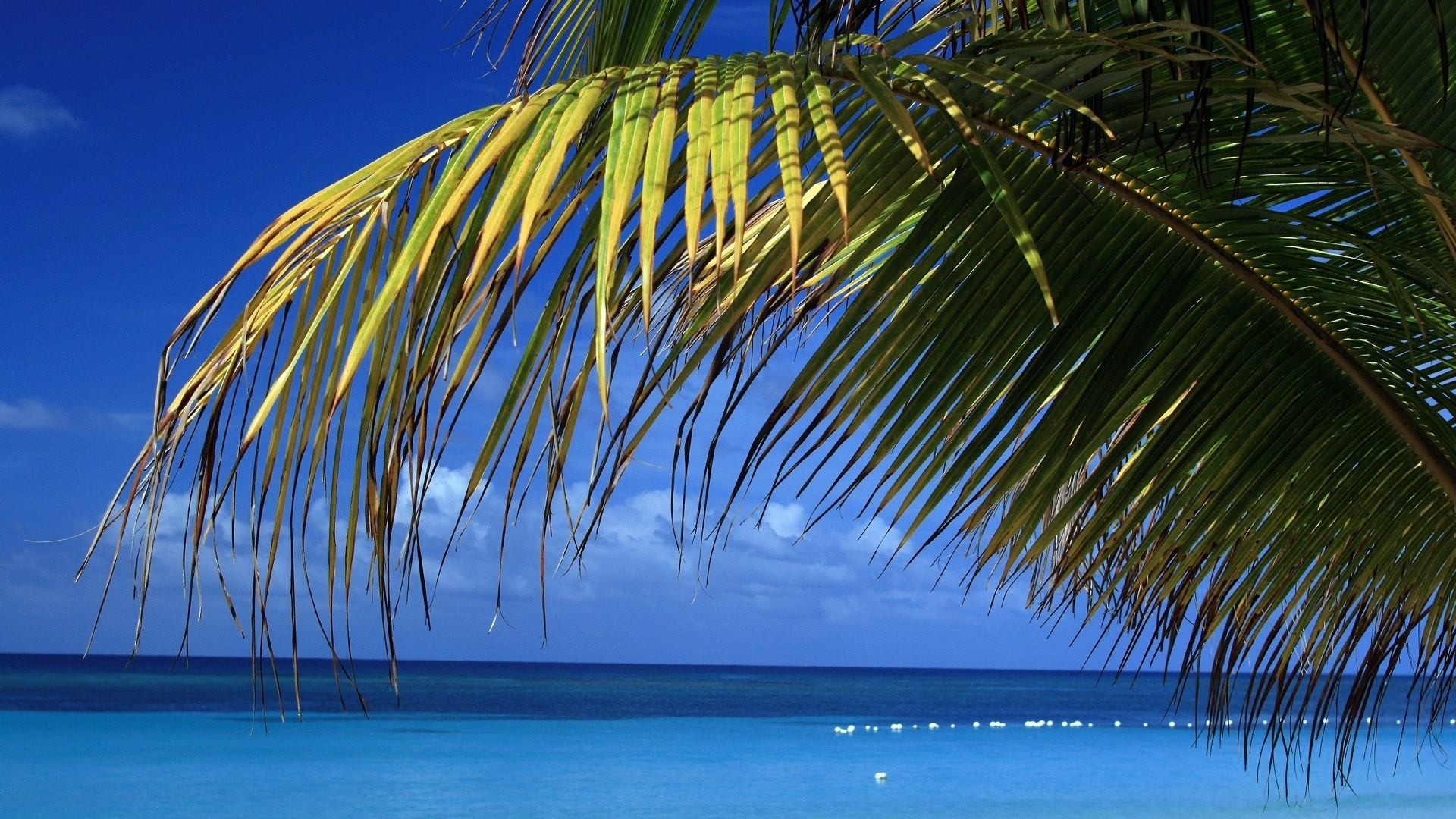 Palmera Verde Cerca Del Mar Durante el Día. Wallpaper in 1920x1080 Resolution