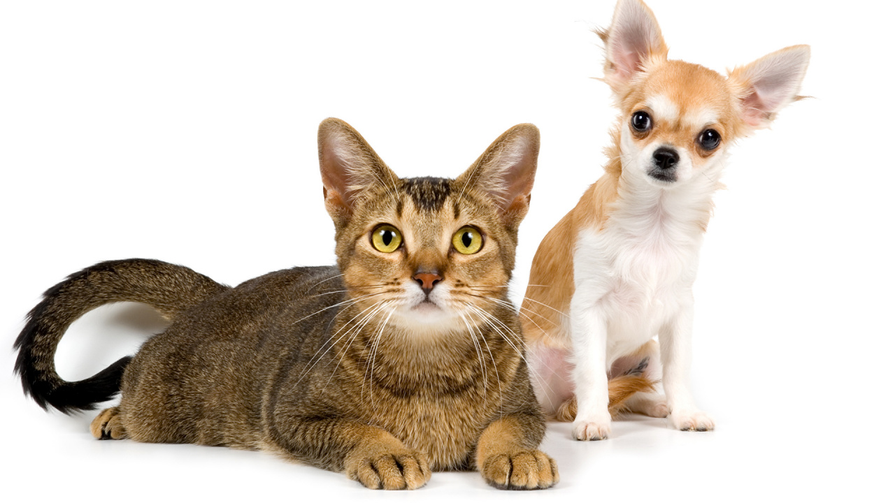 Brown and White Short Coated Cat Beside Brown Tabby Cat. Wallpaper in 1280x720 Resolution