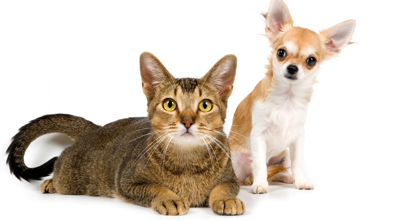Brown and White Short Coated Cat Beside Brown Tabby Cat. Wallpaper in 1366x768 Resolution