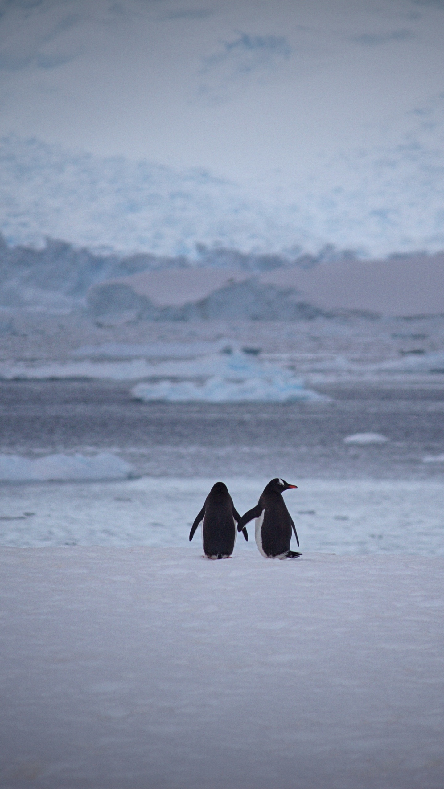 Person im Schwarzen Mantel, Die Tagsüber Auf Schneebedecktem Boden Geht. Wallpaper in 1440x2560 Resolution