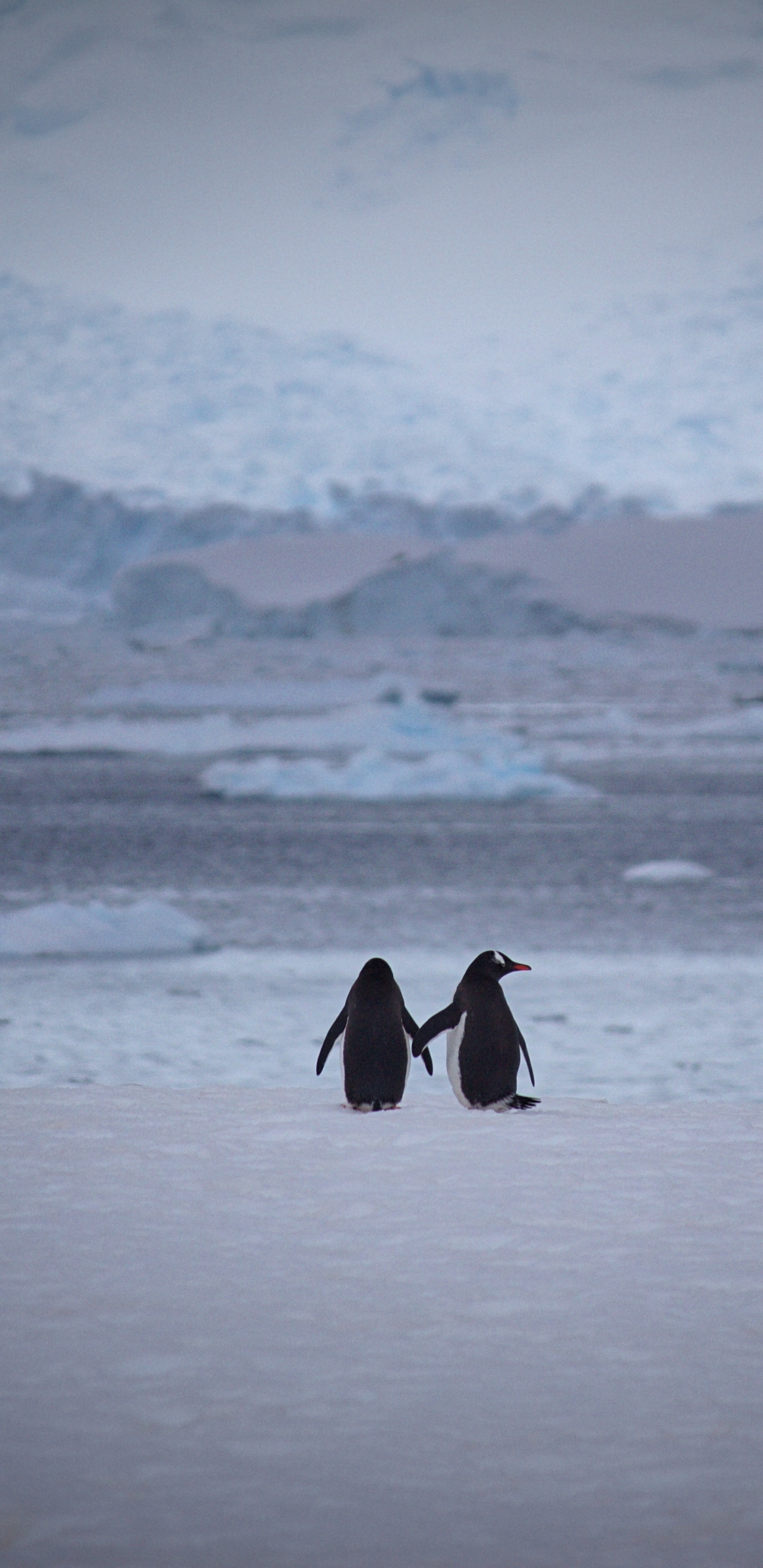 Person im Schwarzen Mantel, Die Tagsüber Auf Schneebedecktem Boden Geht. Wallpaper in 1440x2960 Resolution