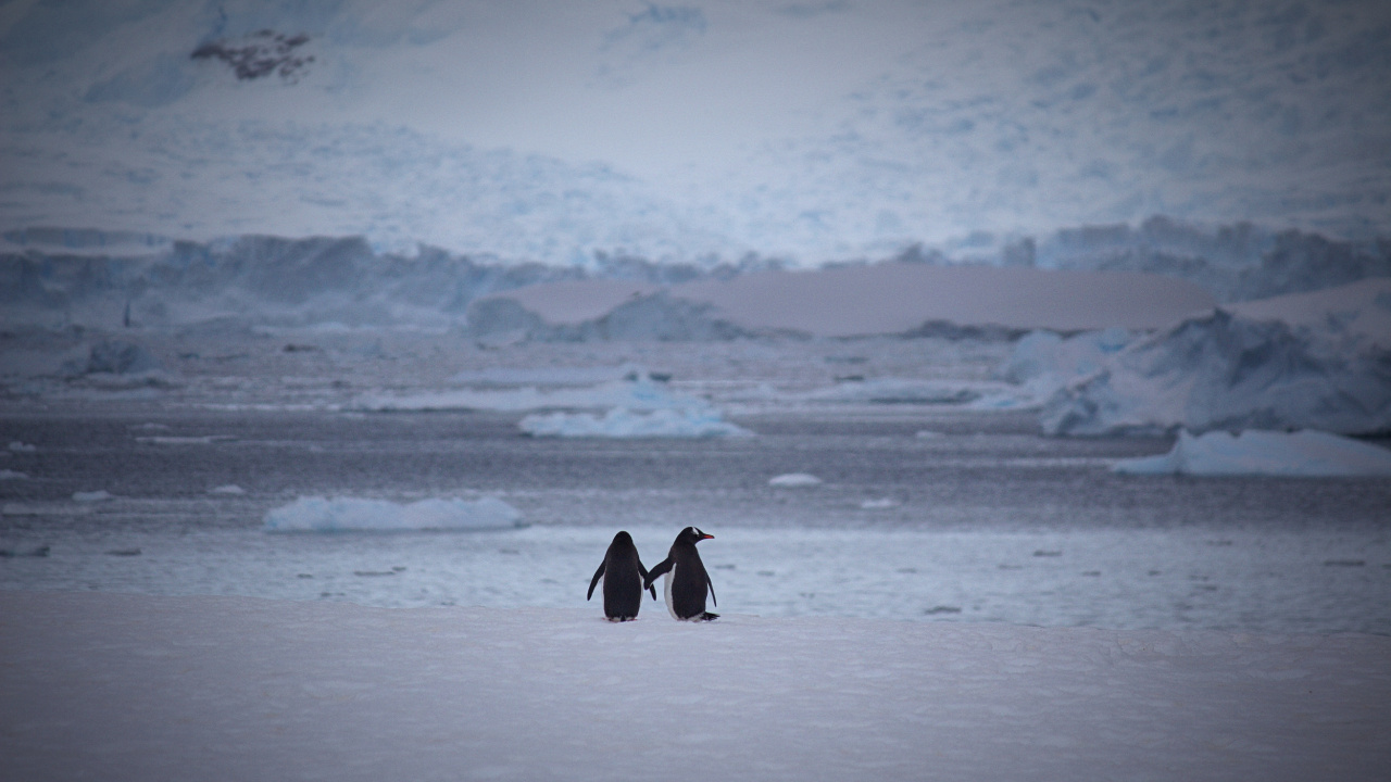 Personne en Manteau Noir Marchant Sur un Sol Couvert de Neige Pendant la Journée. Wallpaper in 1280x720 Resolution