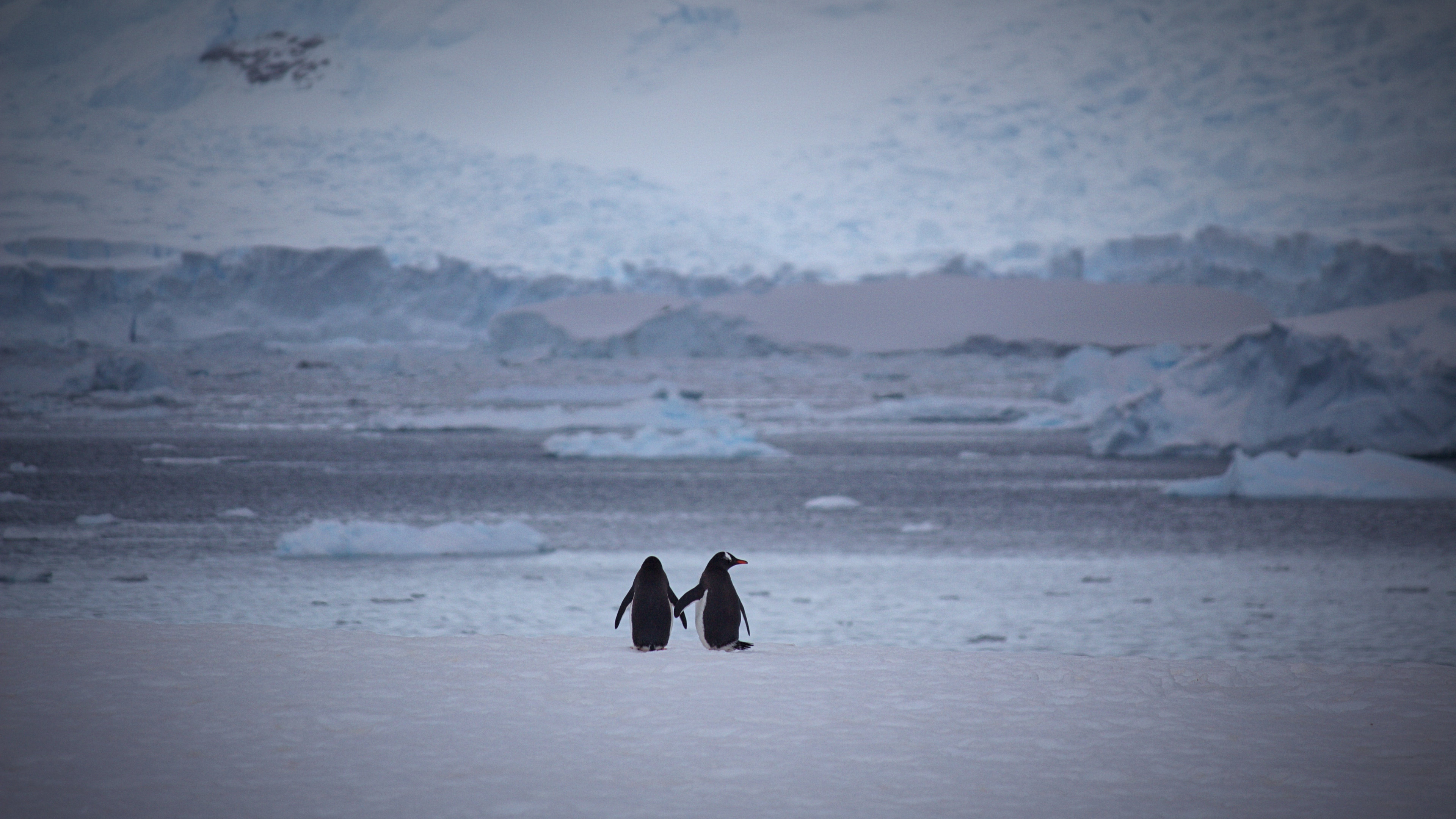 Personne en Manteau Noir Marchant Sur un Sol Couvert de Neige Pendant la Journée. Wallpaper in 3840x2160 Resolution