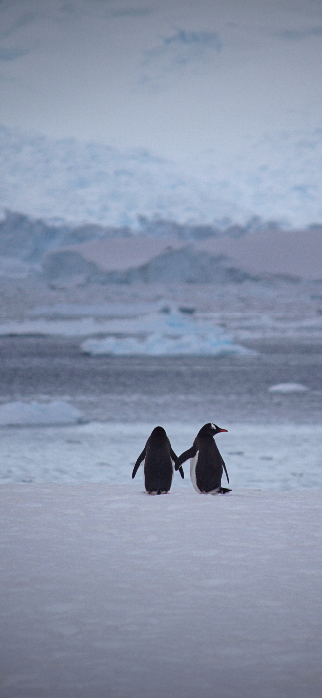 Persona Con Abrigo Negro Caminando Sobre un Suelo Cubierto de Nieve Durante el Día. Wallpaper in 1125x2436 Resolution
