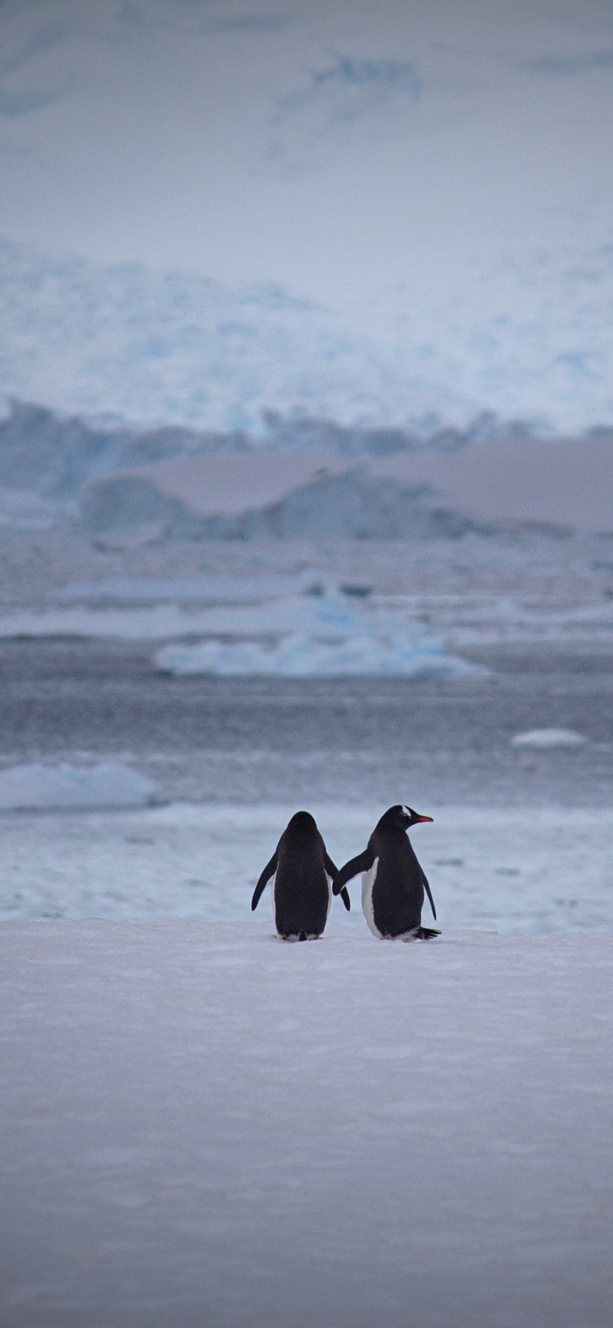 Persona Con Abrigo Negro Caminando Sobre un Suelo Cubierto de Nieve Durante el Día. Wallpaper in 1242x2688 Resolution