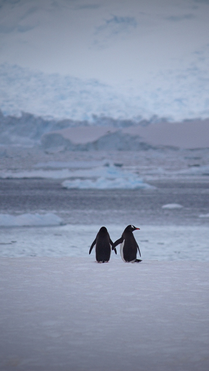 Persona Con Abrigo Negro Caminando Sobre un Suelo Cubierto de Nieve Durante el Día. Wallpaper in 720x1280 Resolution