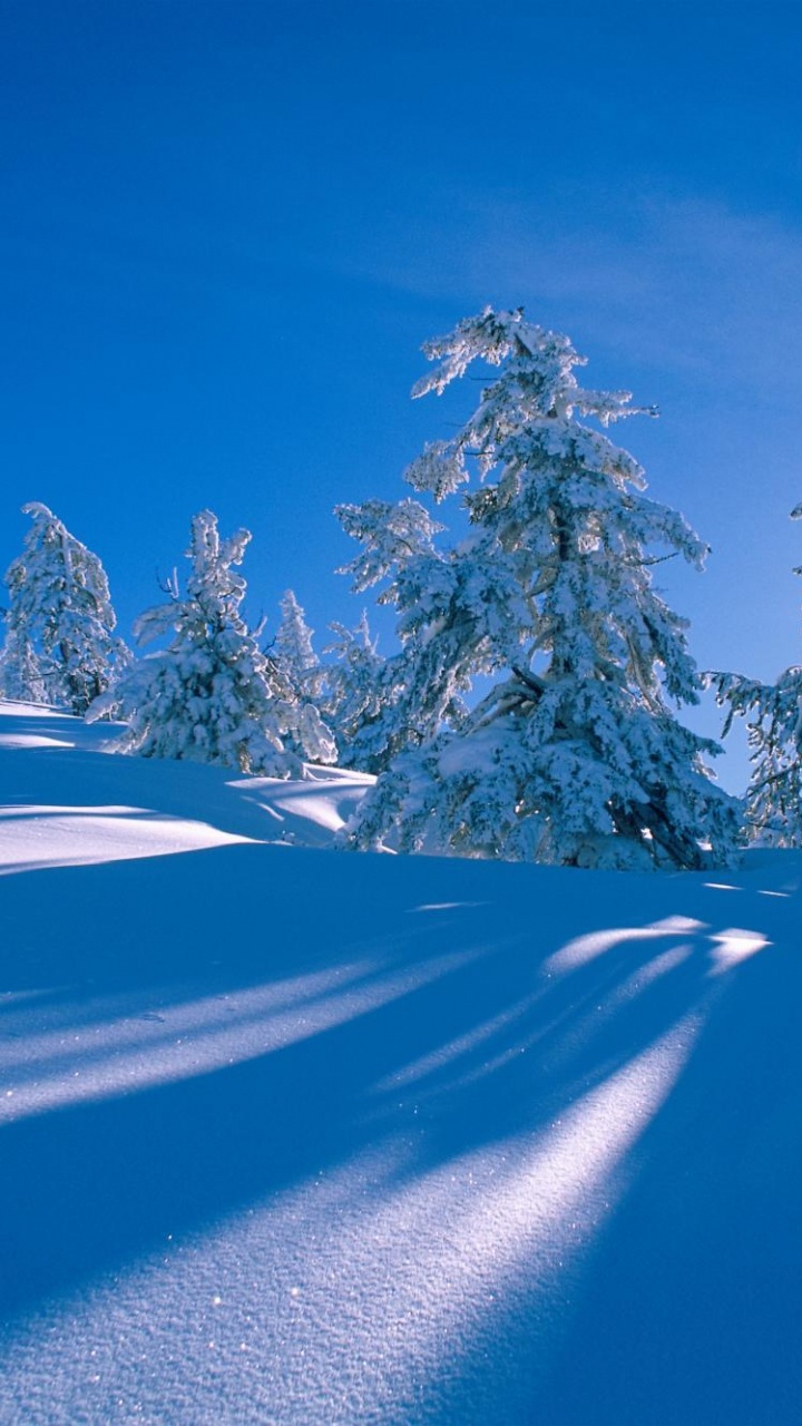 Árboles Cubiertos de Nieve en el Suelo Cubierto de Nieve Bajo un Cielo Azul Durante el Día. Wallpaper in 720x1280 Resolution