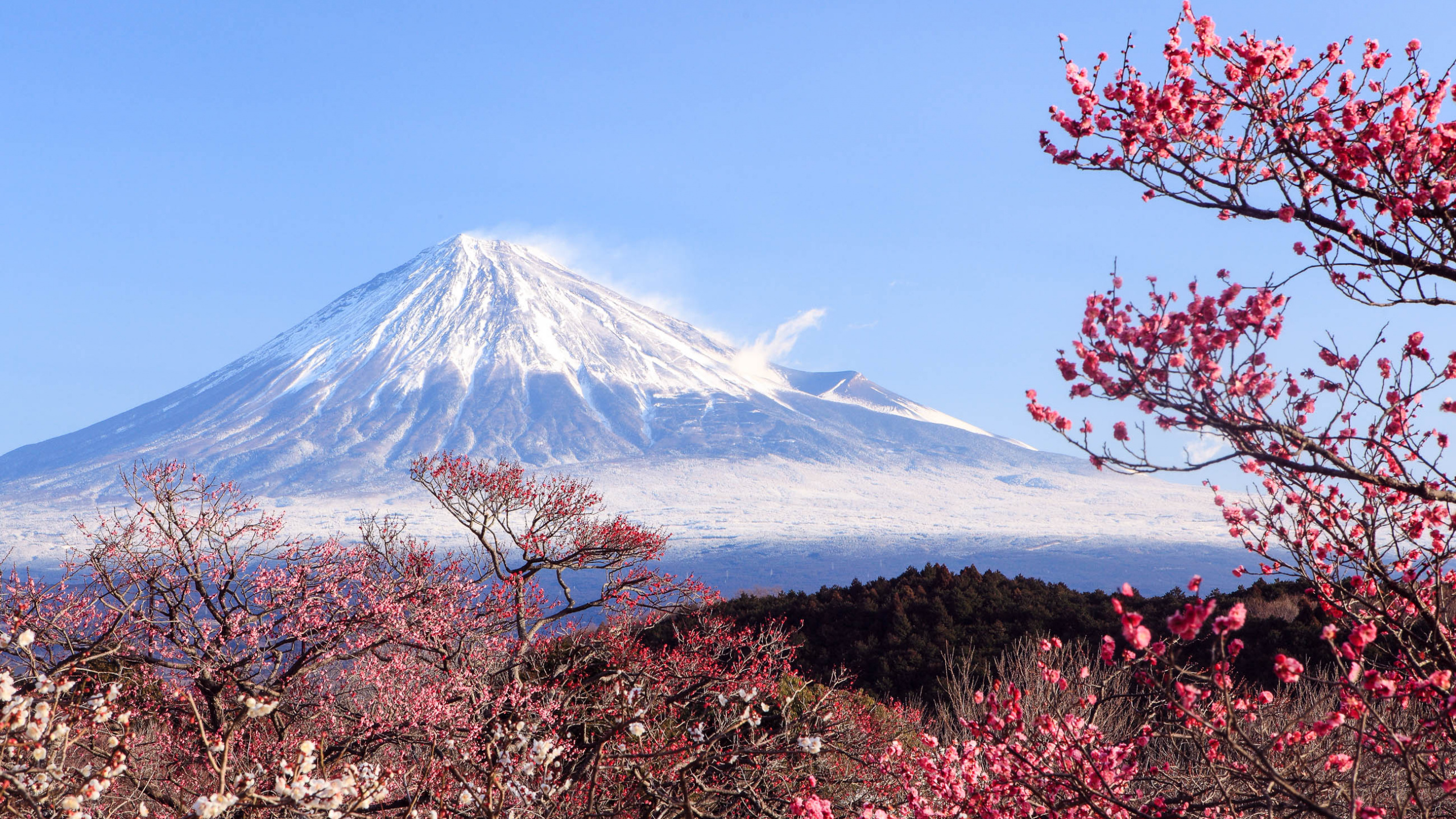 富士山, 樱花, 成层, 安装的风景, 山脉 壁纸 2560x1440 允许