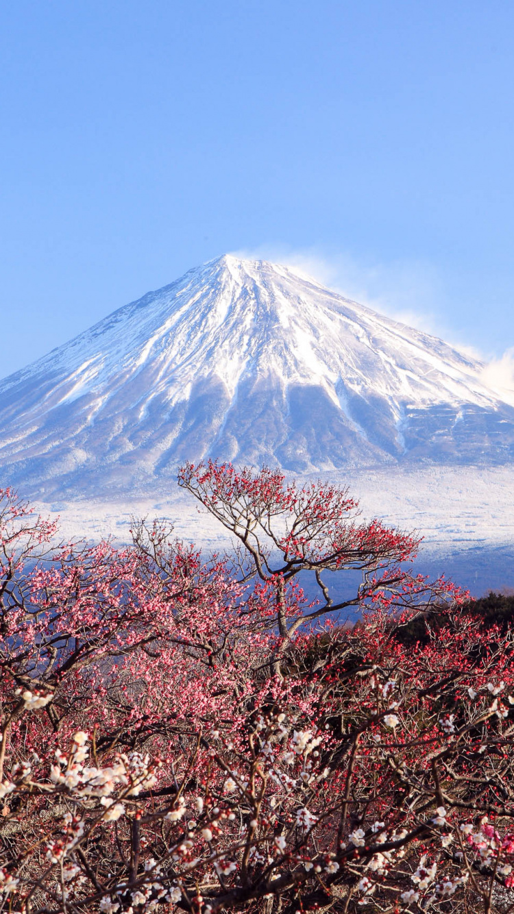 富士山, 樱花, 成层, 安装的风景, 山脉 壁纸 750x1334 允许