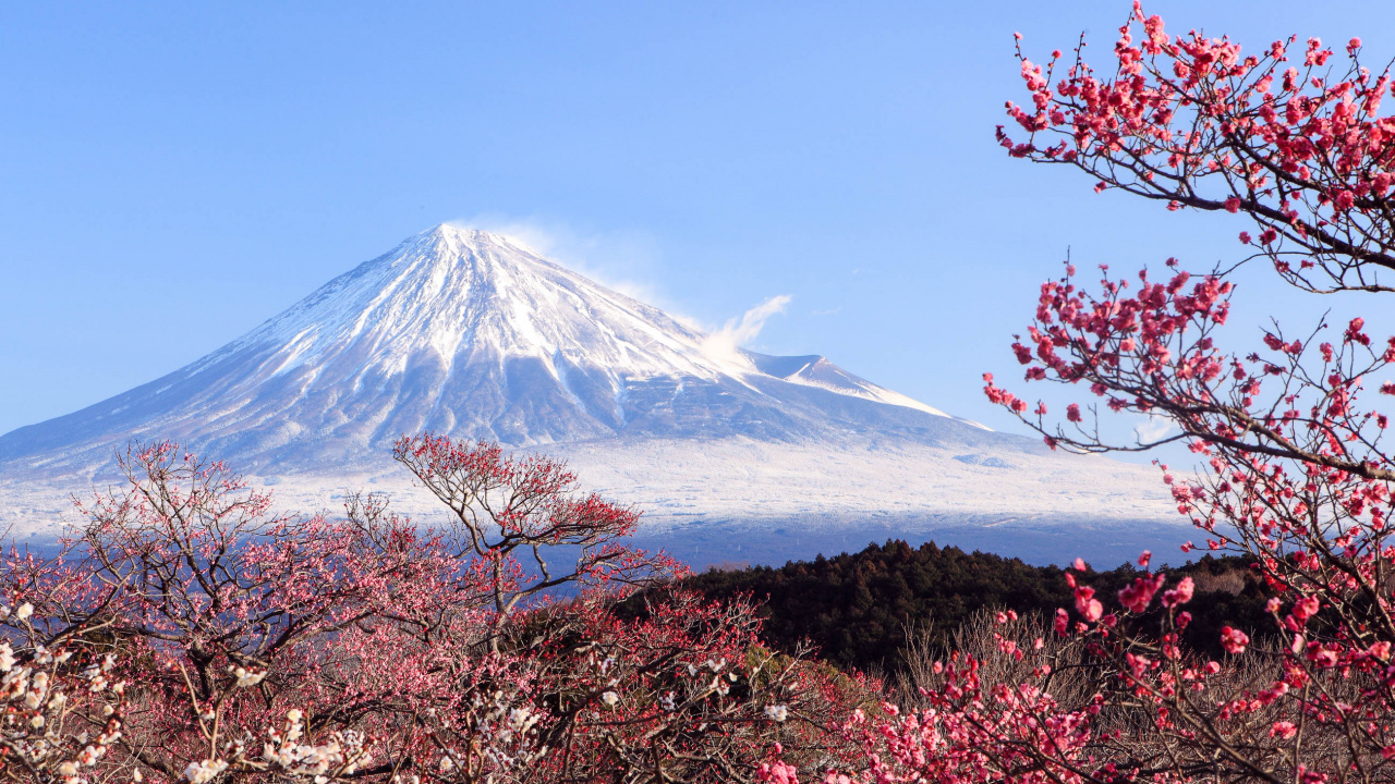 Pink and Brown Flowers Near Snow Covered Mountain Under Blue Sky During Daytime. Wallpaper in 1280x720 Resolution