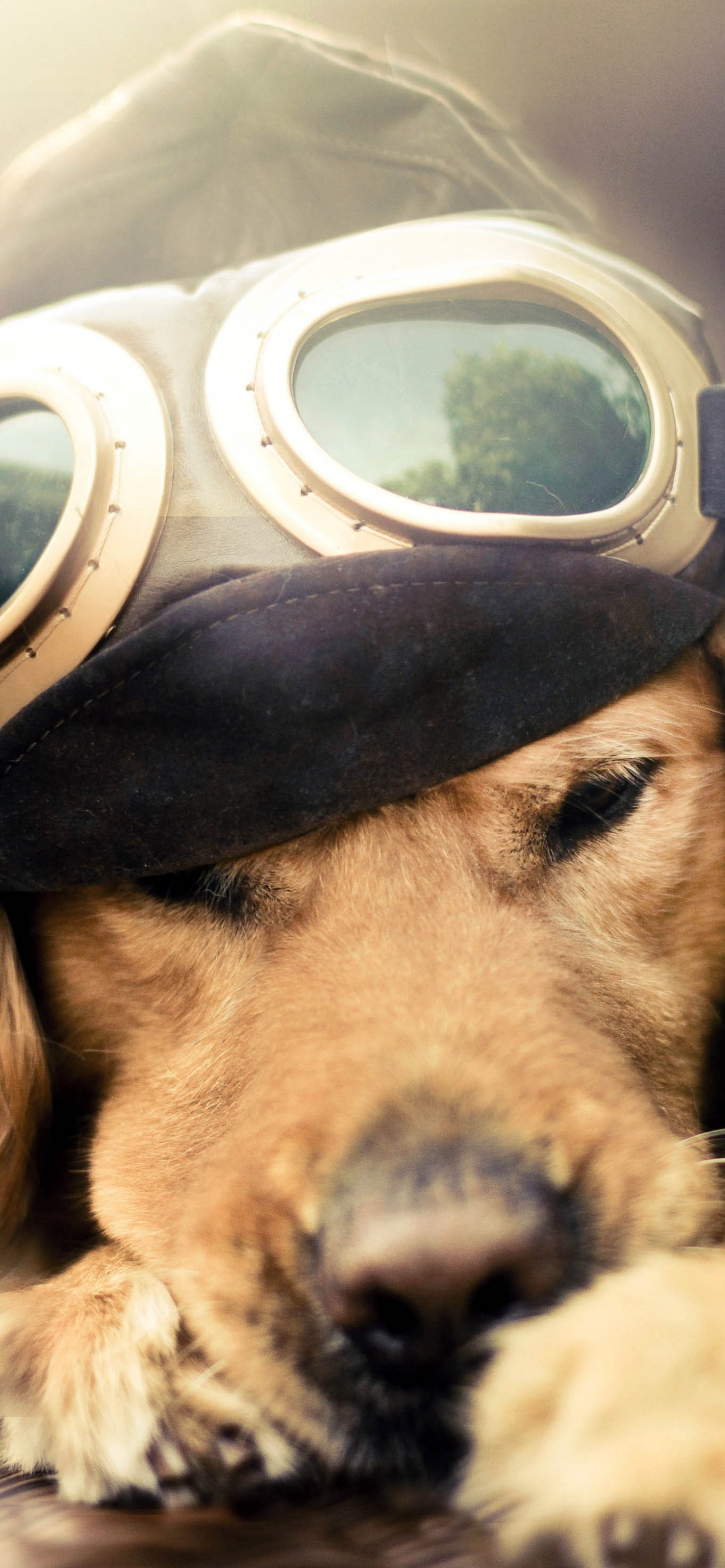 Golden Retriever Mit Schwarzer Brille. Wallpaper in 1242x2688 Resolution
