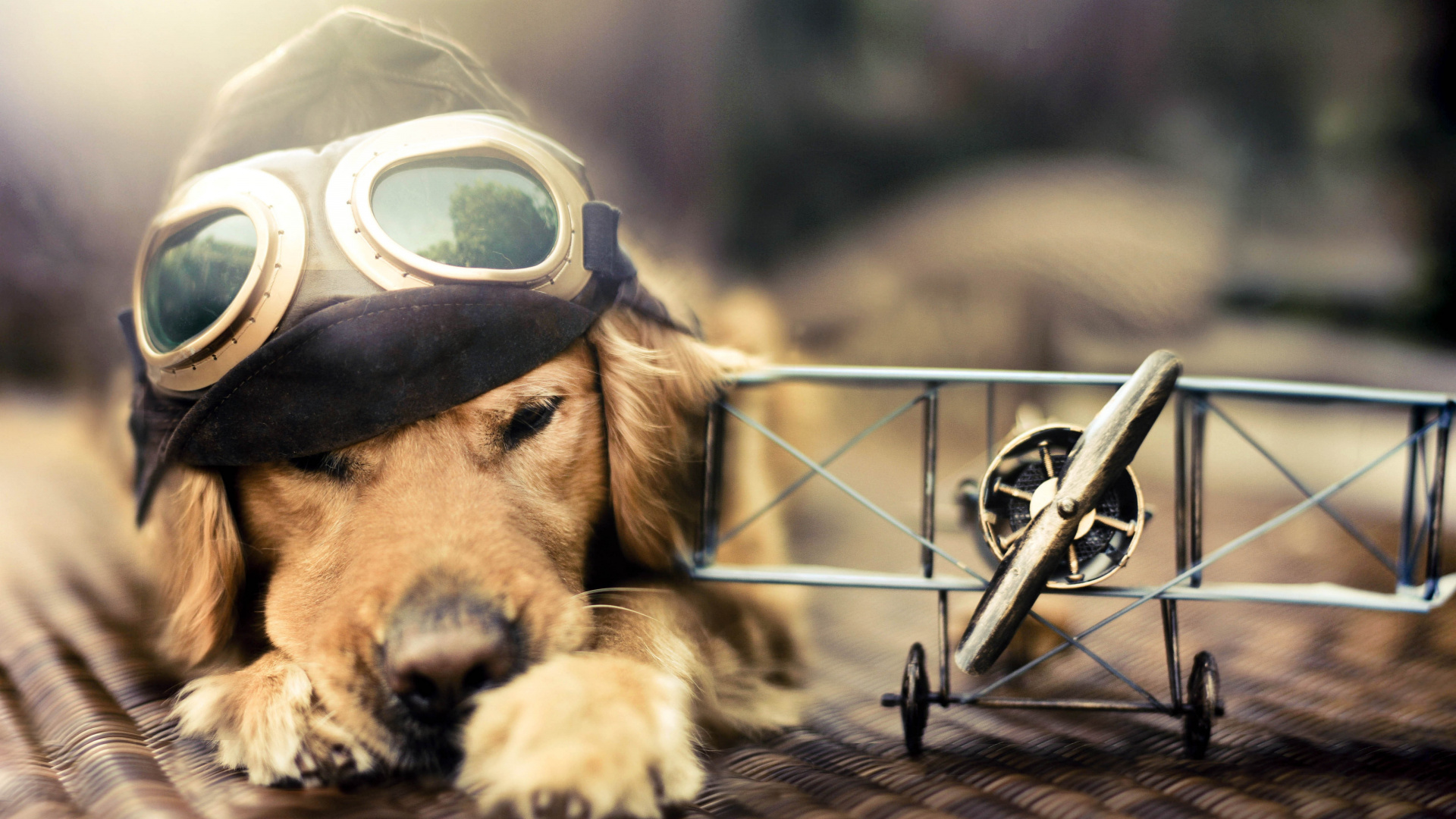 Golden Retriever Mit Schwarzer Brille. Wallpaper in 1920x1080 Resolution