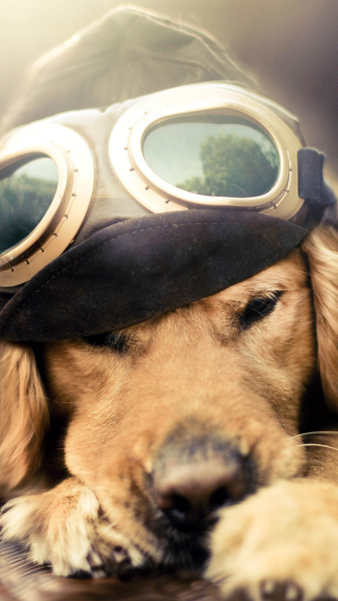 Golden Retriever Portant Des Lunettes Noires. Wallpaper in 1440x2560 Resolution