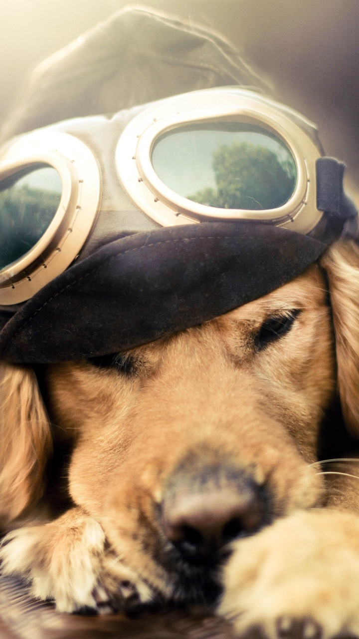 Golden Retriever Con Gafas Negras. Wallpaper in 720x1280 Resolution